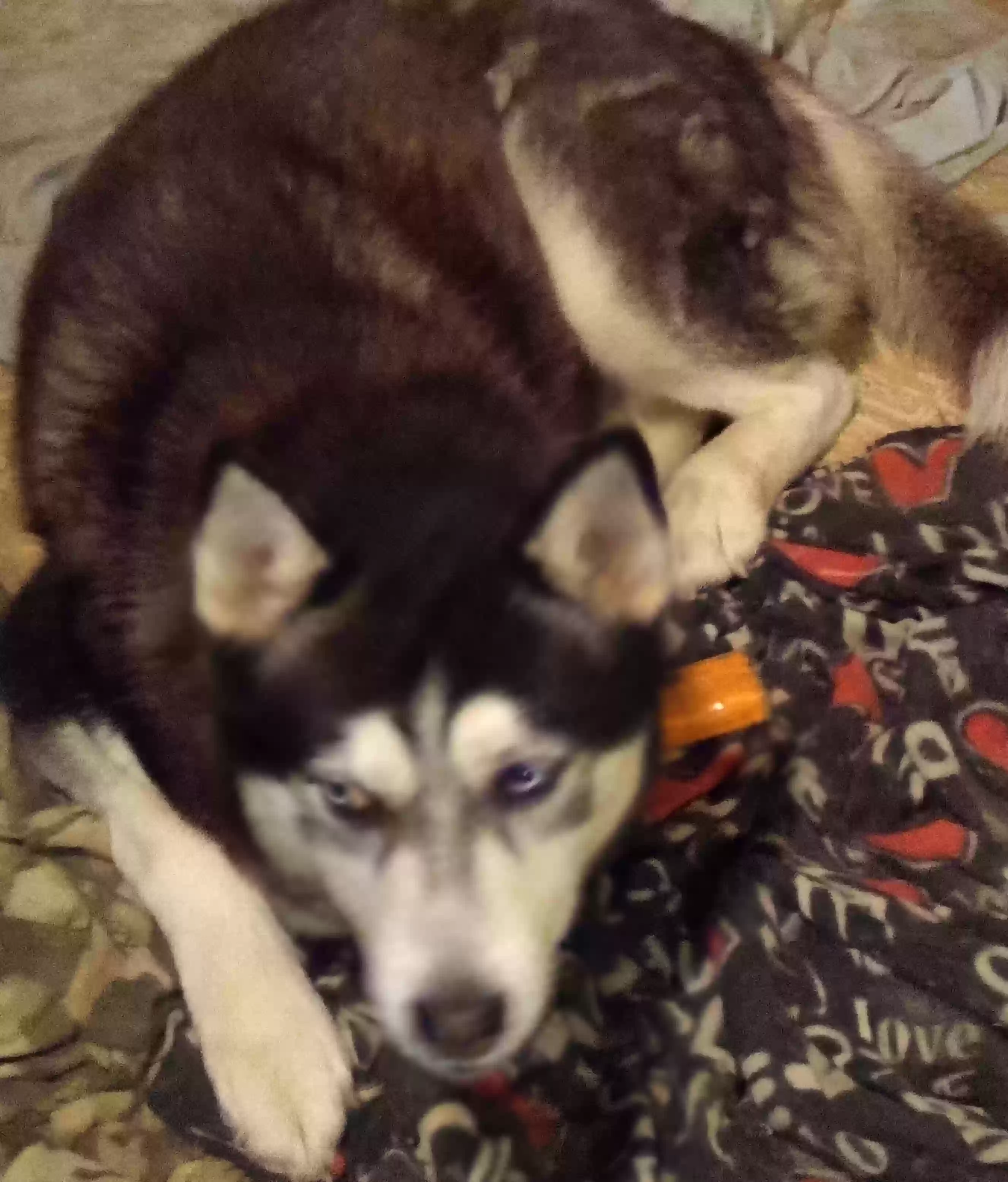 /lostandfound/images/lnfpets/original/171932_photo.webp