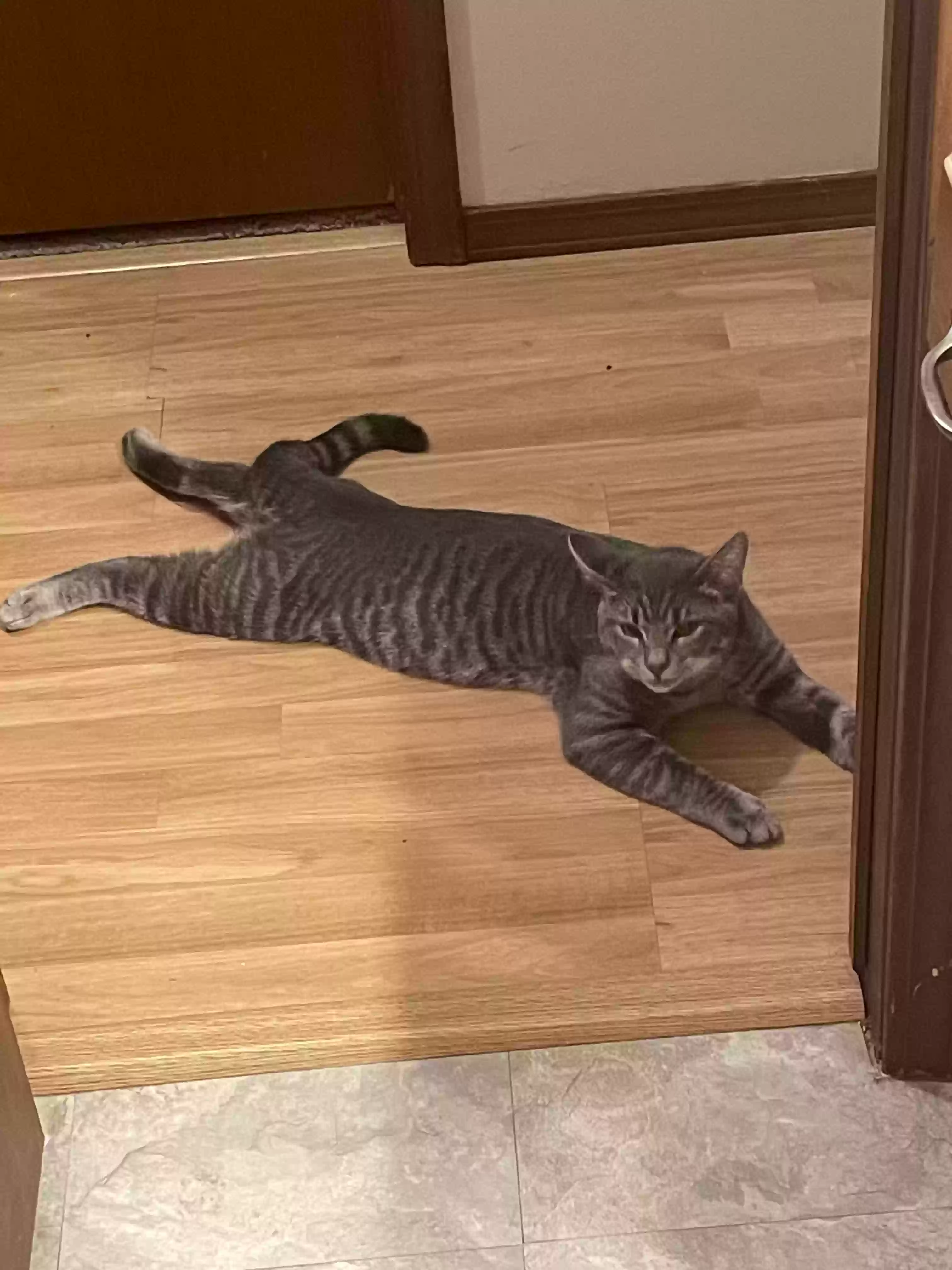 /lostandfound/images/lnfpets/original/171966_photo.webp