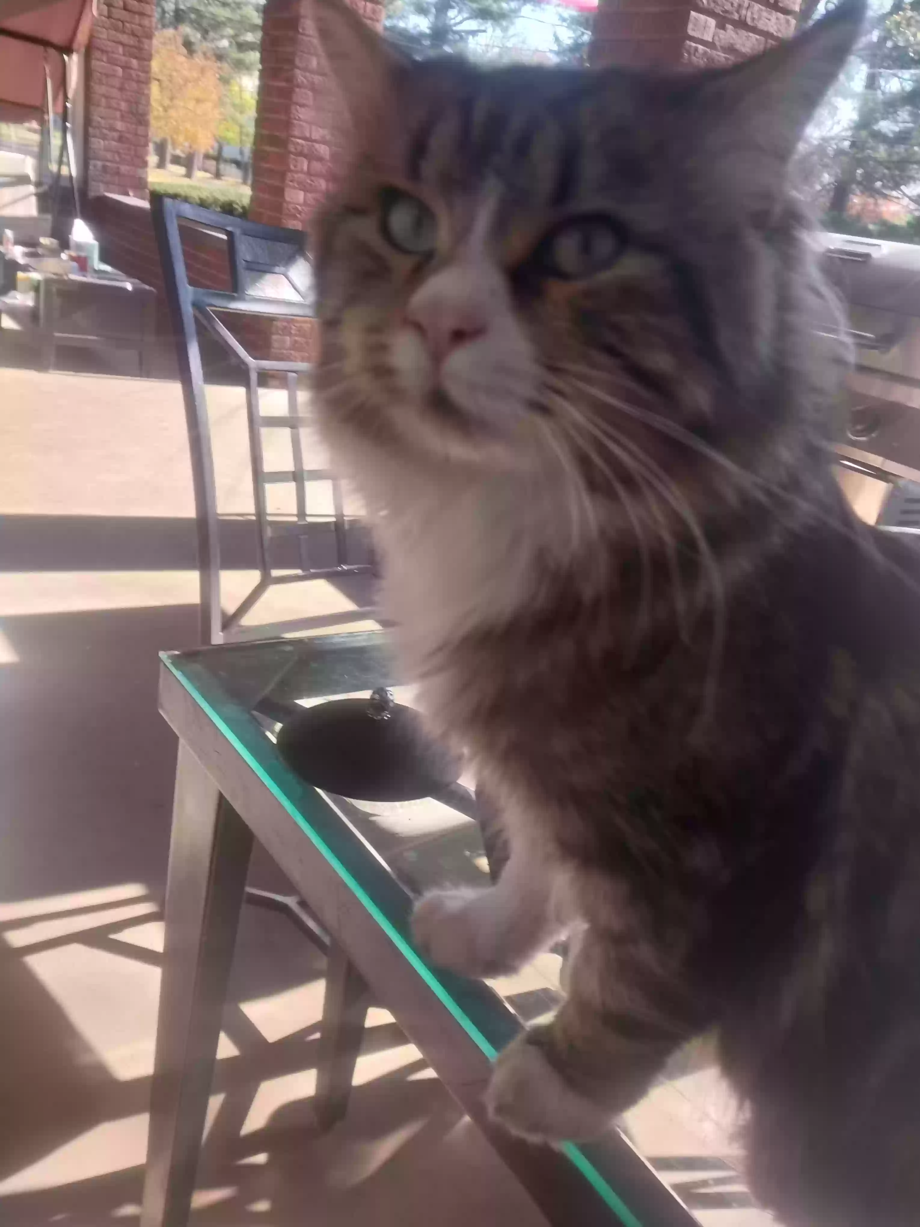 /lostandfound/images/lnfpets/original/172084_photo.webp