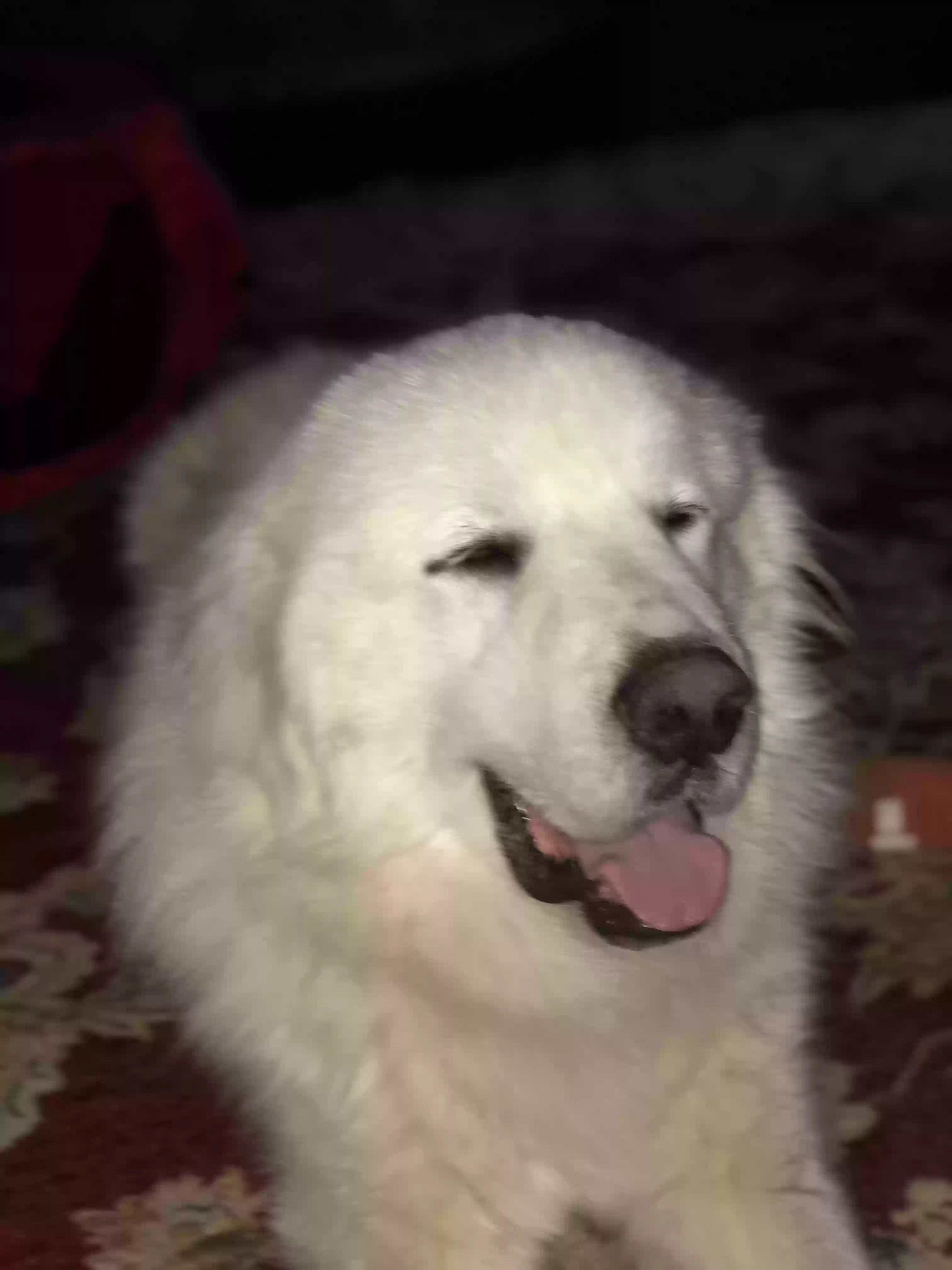 /lostandfound/images/lnfpets/original/172100_photo.webp