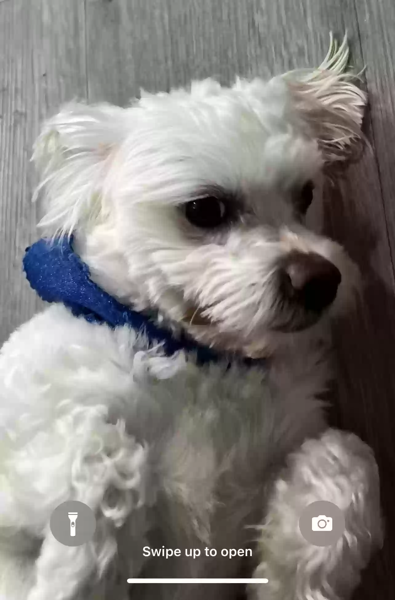 /lostandfound/images/lnfpets/original/172119_photo.webp