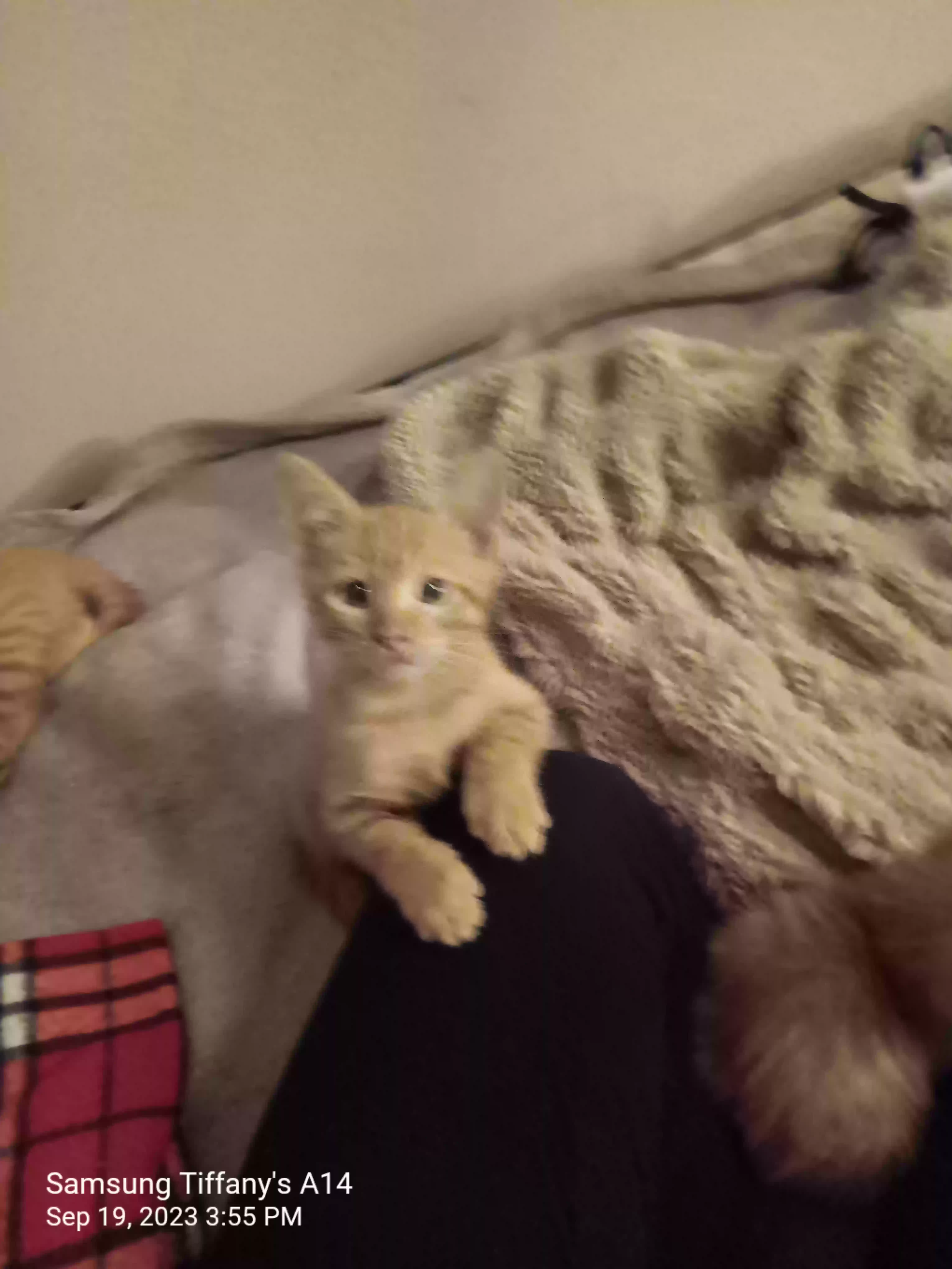 /lostandfound/images/lnfpets/original/172182_photo.webp