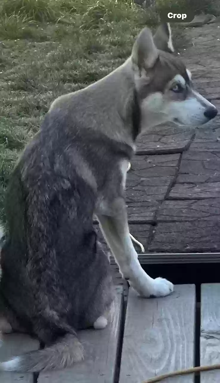 /lostandfound/images/lnfpets/original/172293_photo.webp