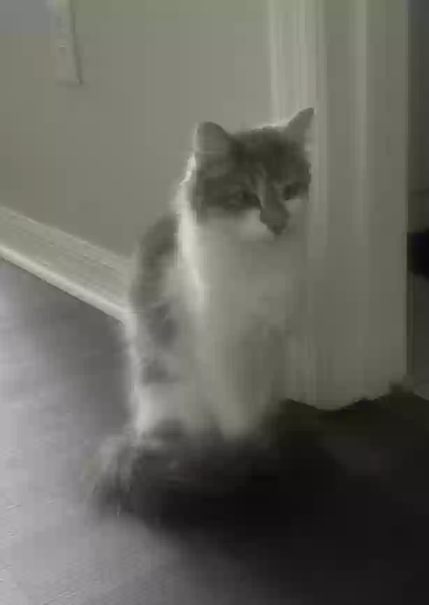 /lostandfound/images/lnfpets/original/172318_photo.webp
