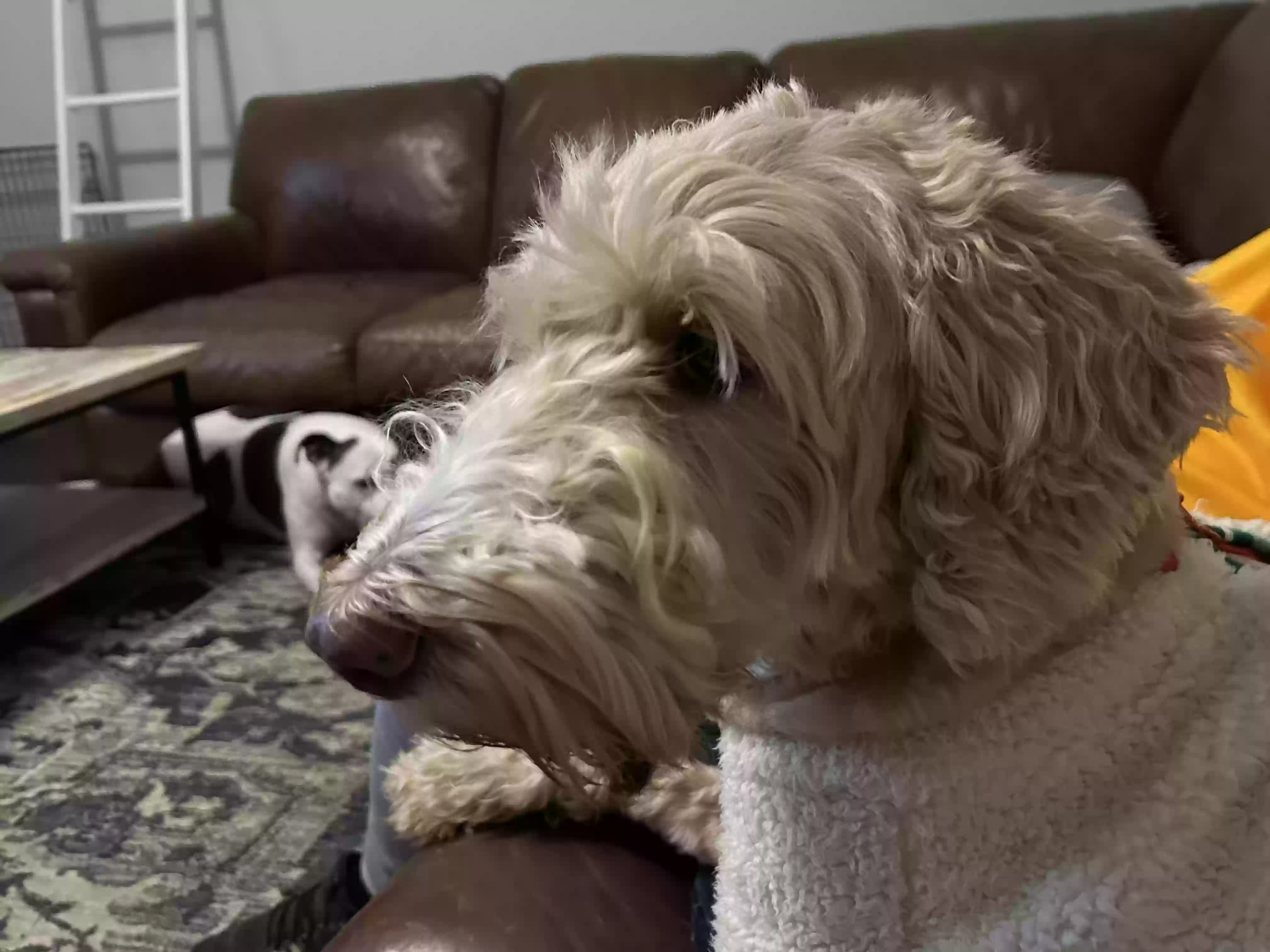 /lostandfound/images/lnfpets/original/172321_photo.webp