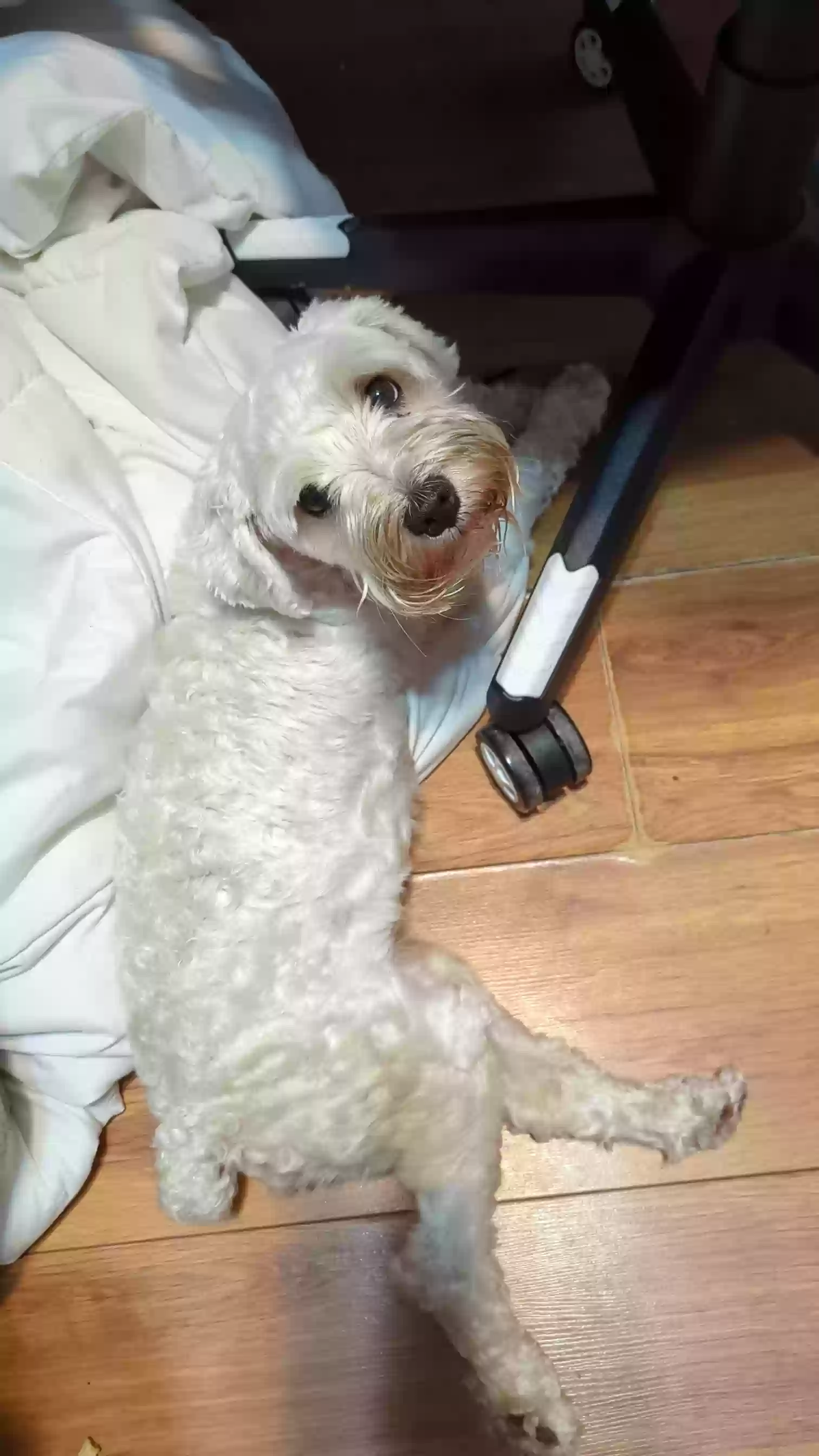 /lostandfound/images/lnfpets/original/172322_photo.webp