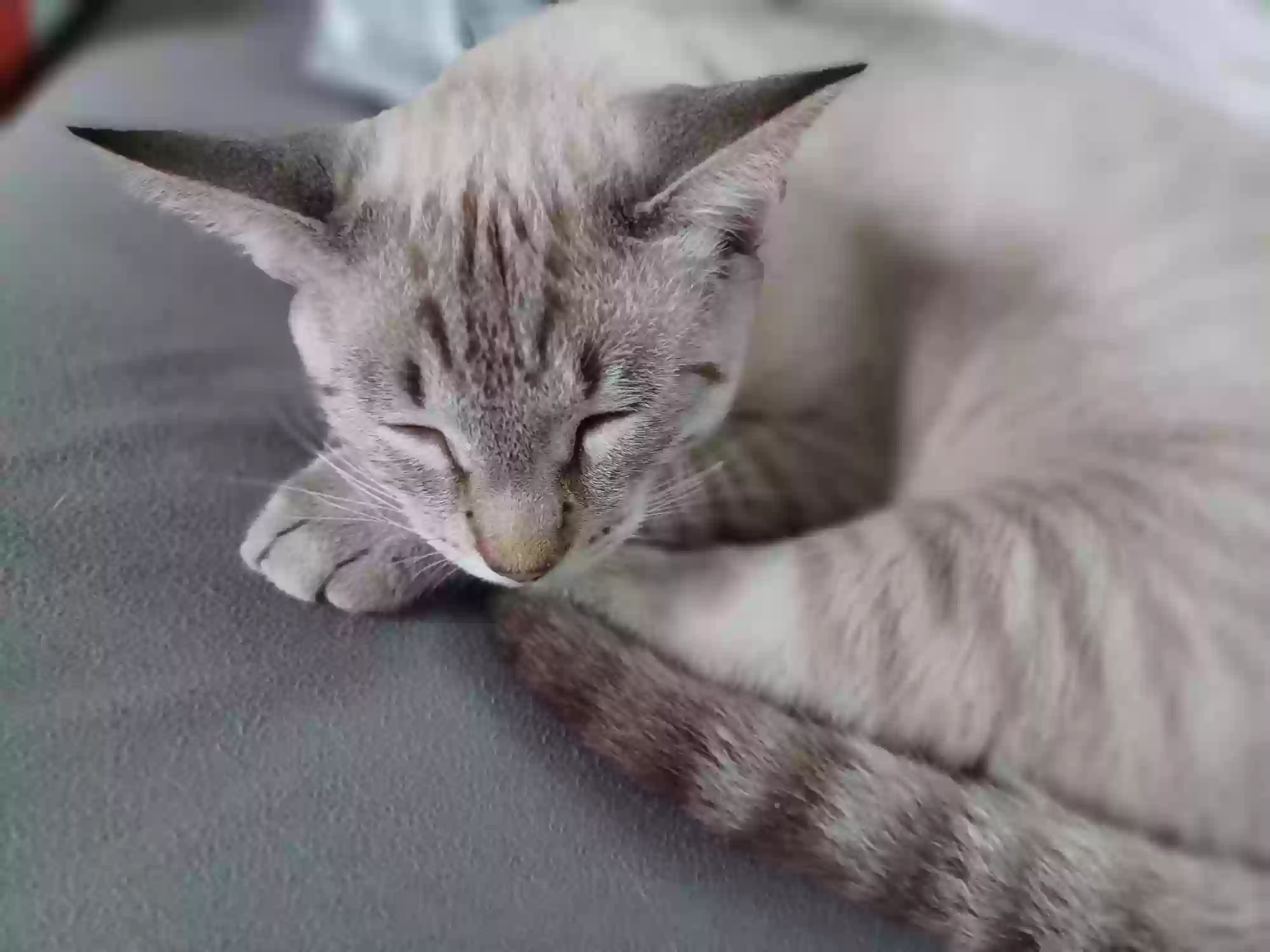 /lostandfound/images/lnfpets/original/172343_photo.webp