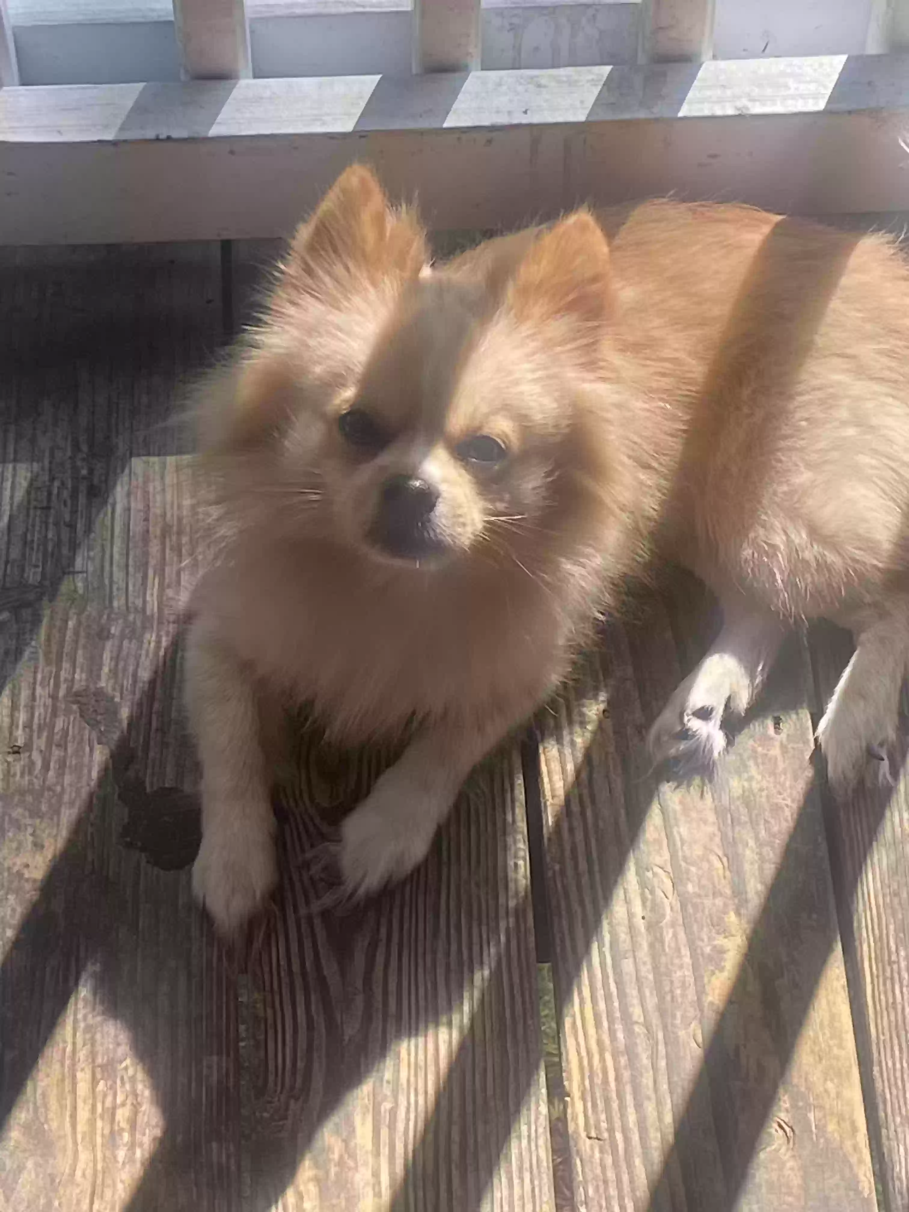 /lostandfound/images/lnfpets/original/172441_photo.webp