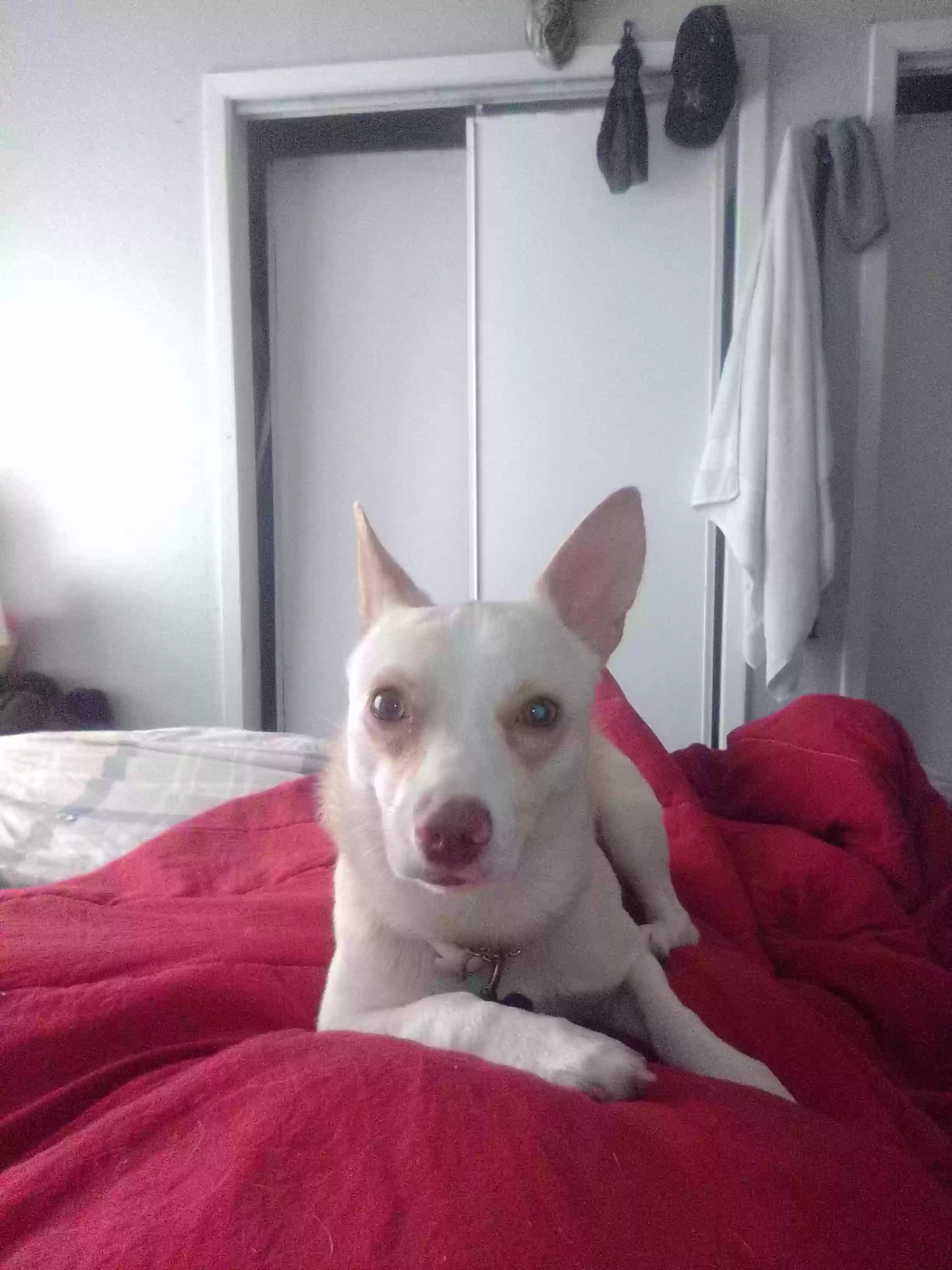 /lostandfound/images/lnfpets/original/172471_photo.webp