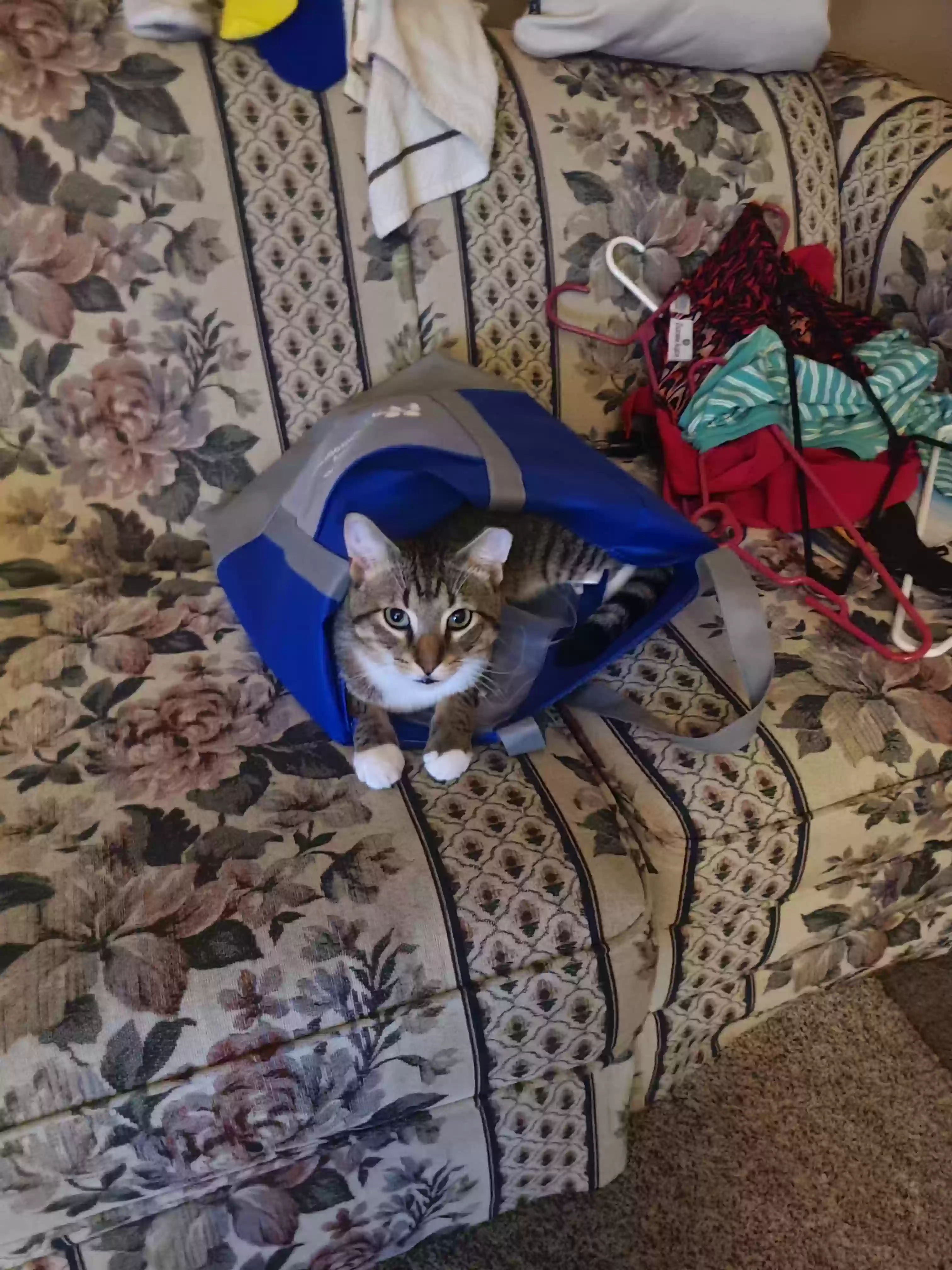 /lostandfound/images/lnfpets/original/172560_photo.webp