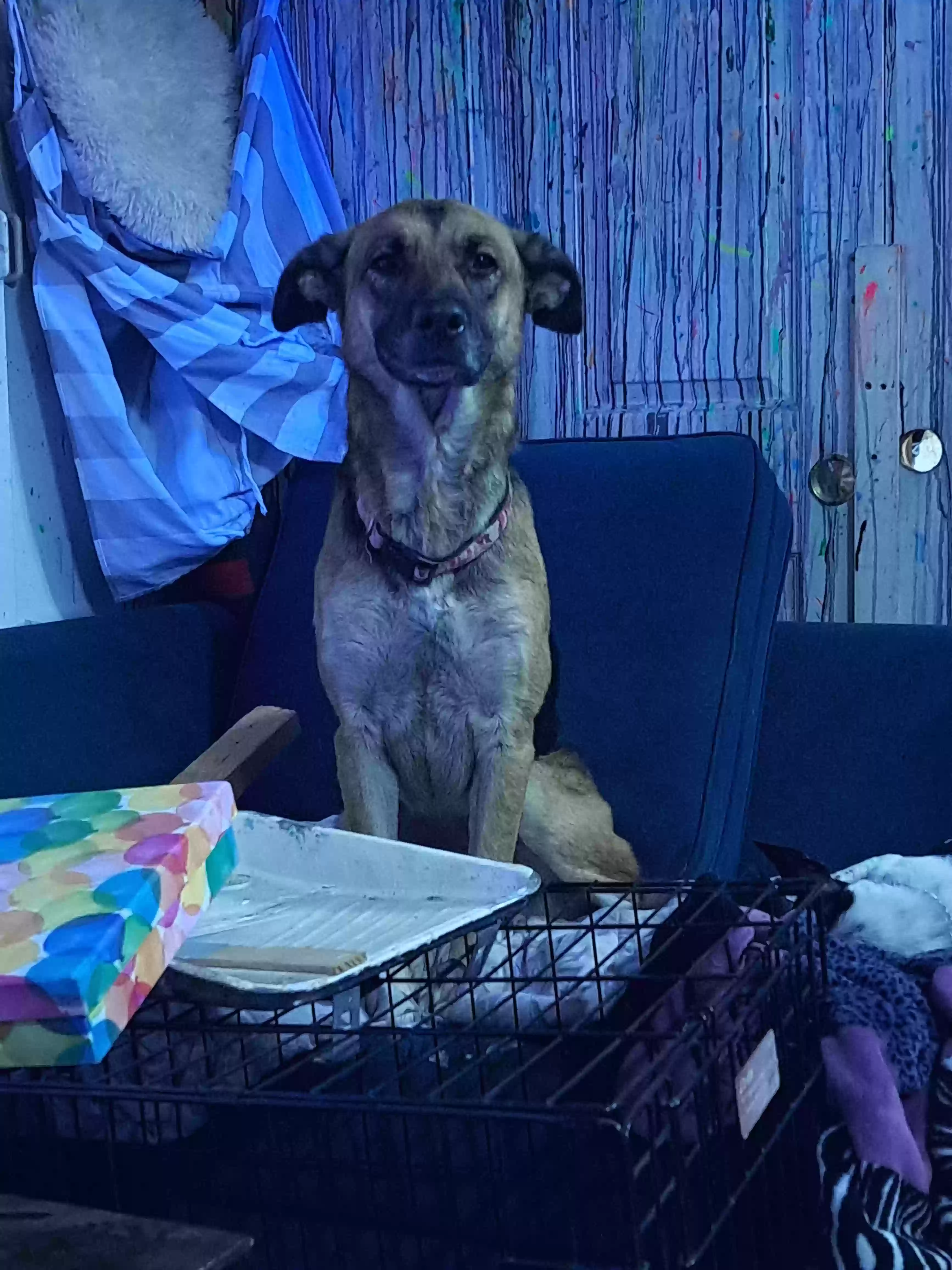 /lostandfound/images/lnfpets/original/172615_photo.webp