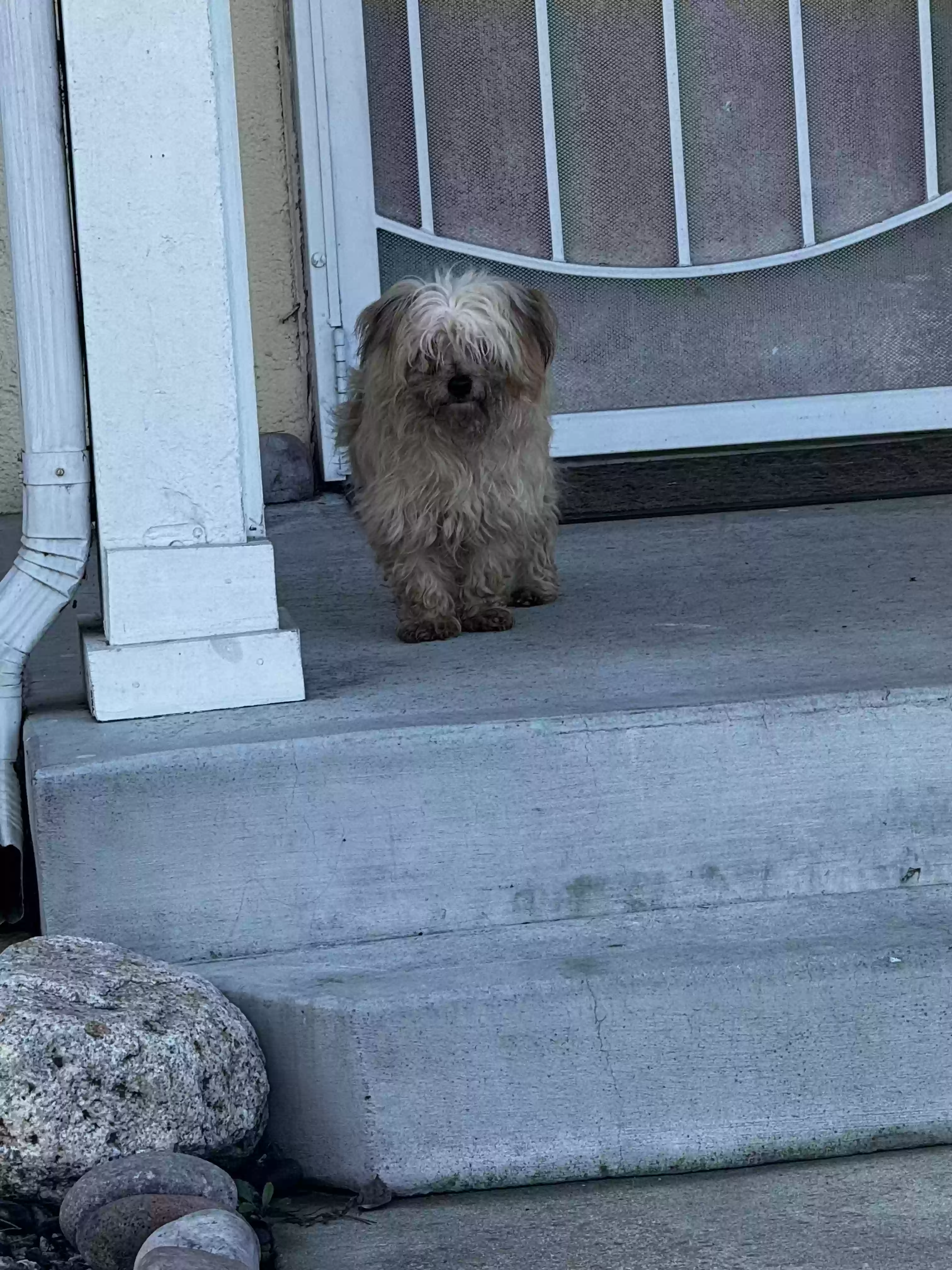 /lostandfound/images/lnfpets/original/172627_photo.webp