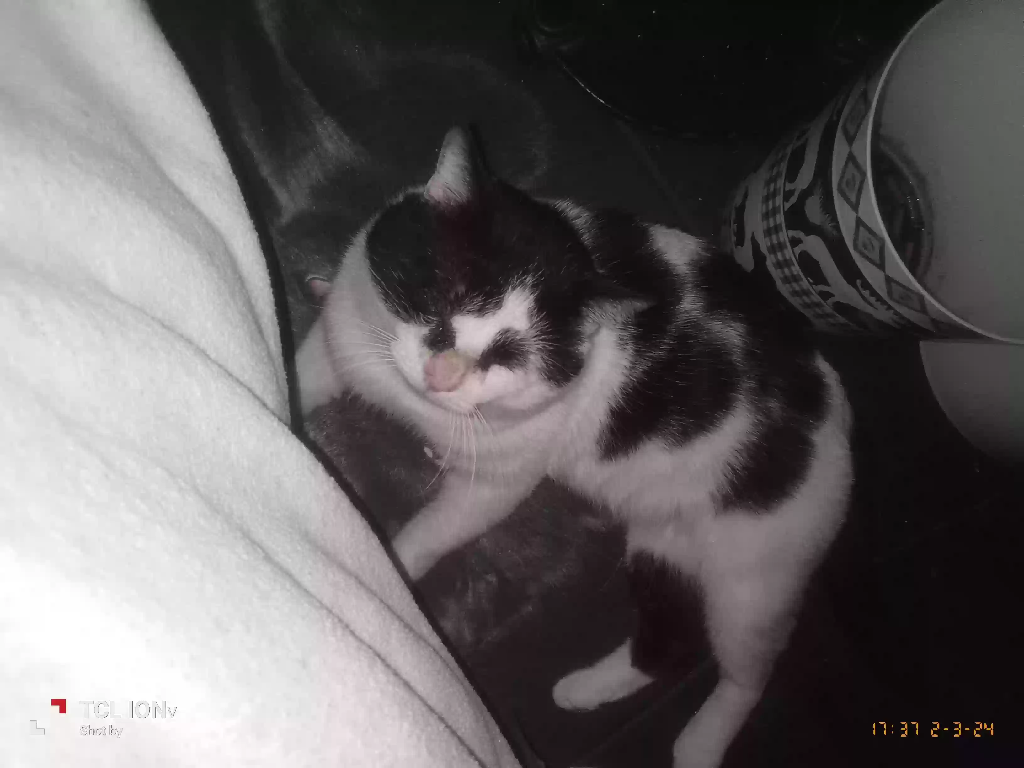/lostandfound/images/lnfpets/original/172680_photo.webp