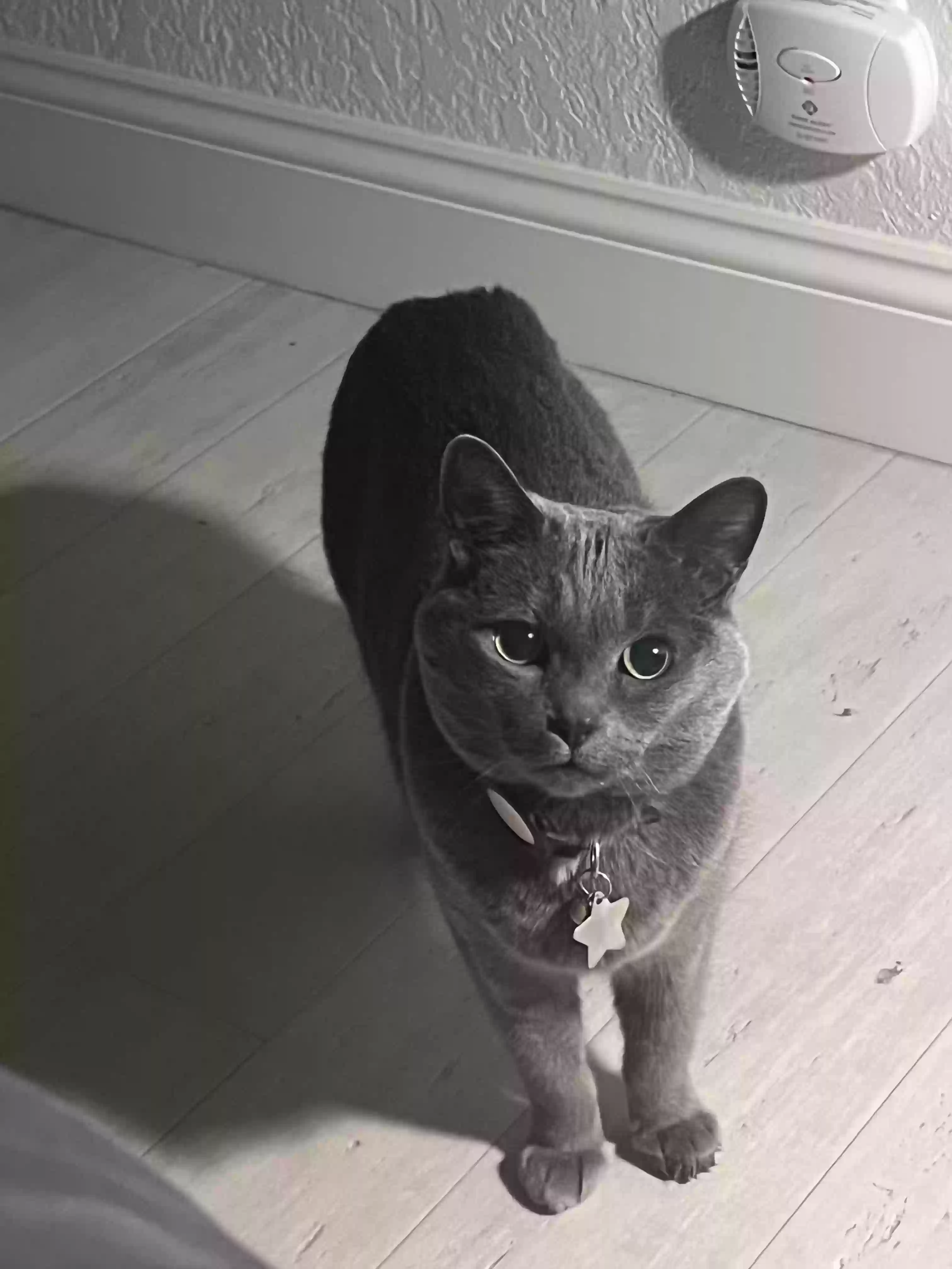 /lostandfound/images/lnfpets/original/172808_photo.webp