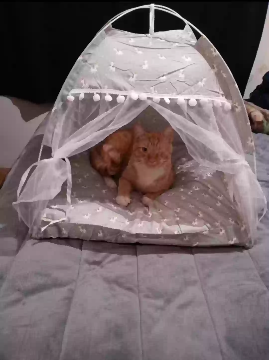 /lostandfound/images/lnfpets/original/172826_photo.webp