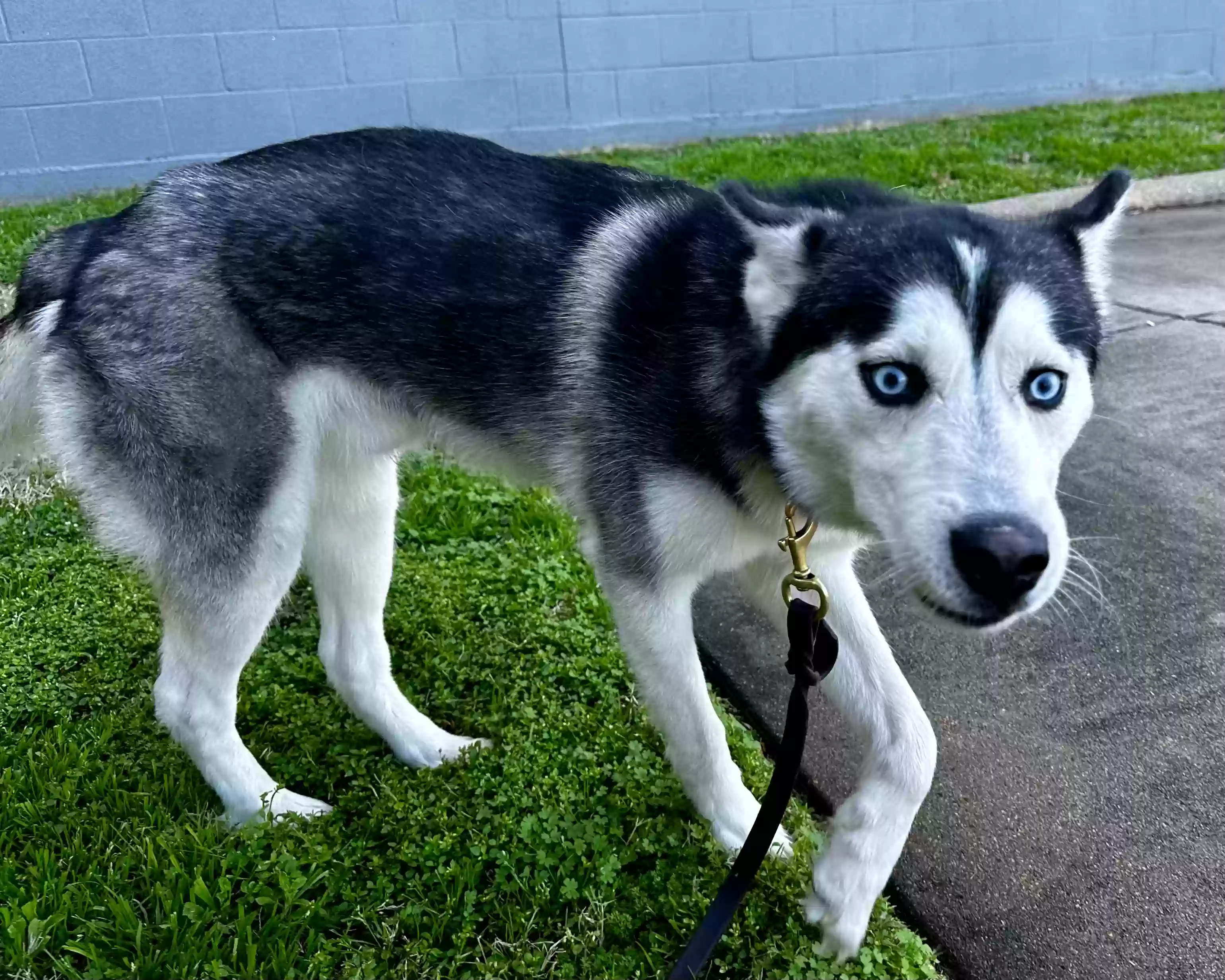 /lostandfound/images/lnfpets/original/172948_photo.webp