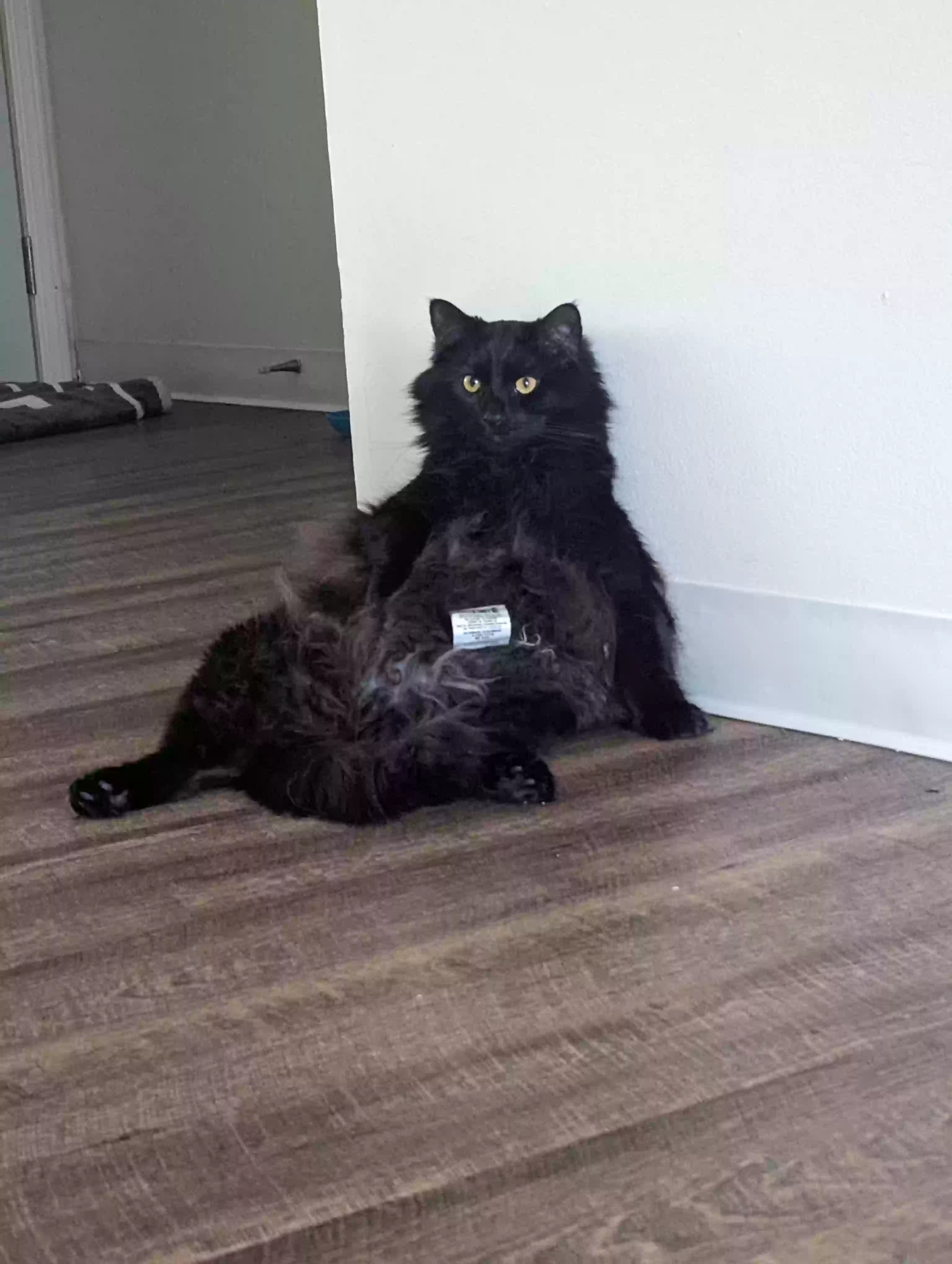 /lostandfound/images/lnfpets/original/173029_photo.webp