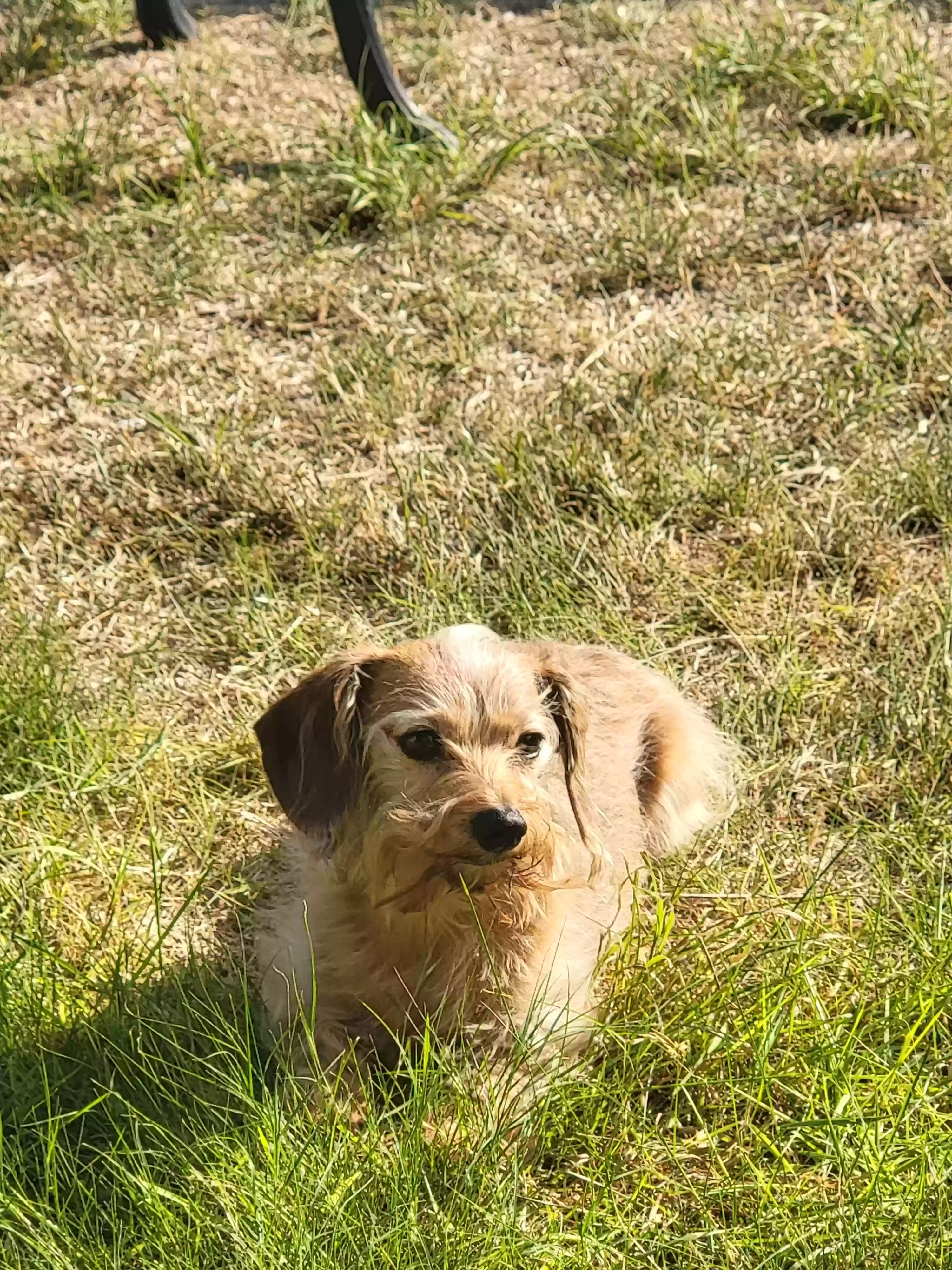 /lostandfound/images/lnfpets/original/173063_photo.webp