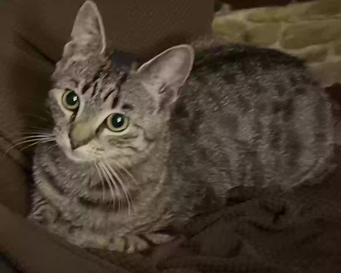 /lostandfound/images/lnfpets/original/173202_photo.webp