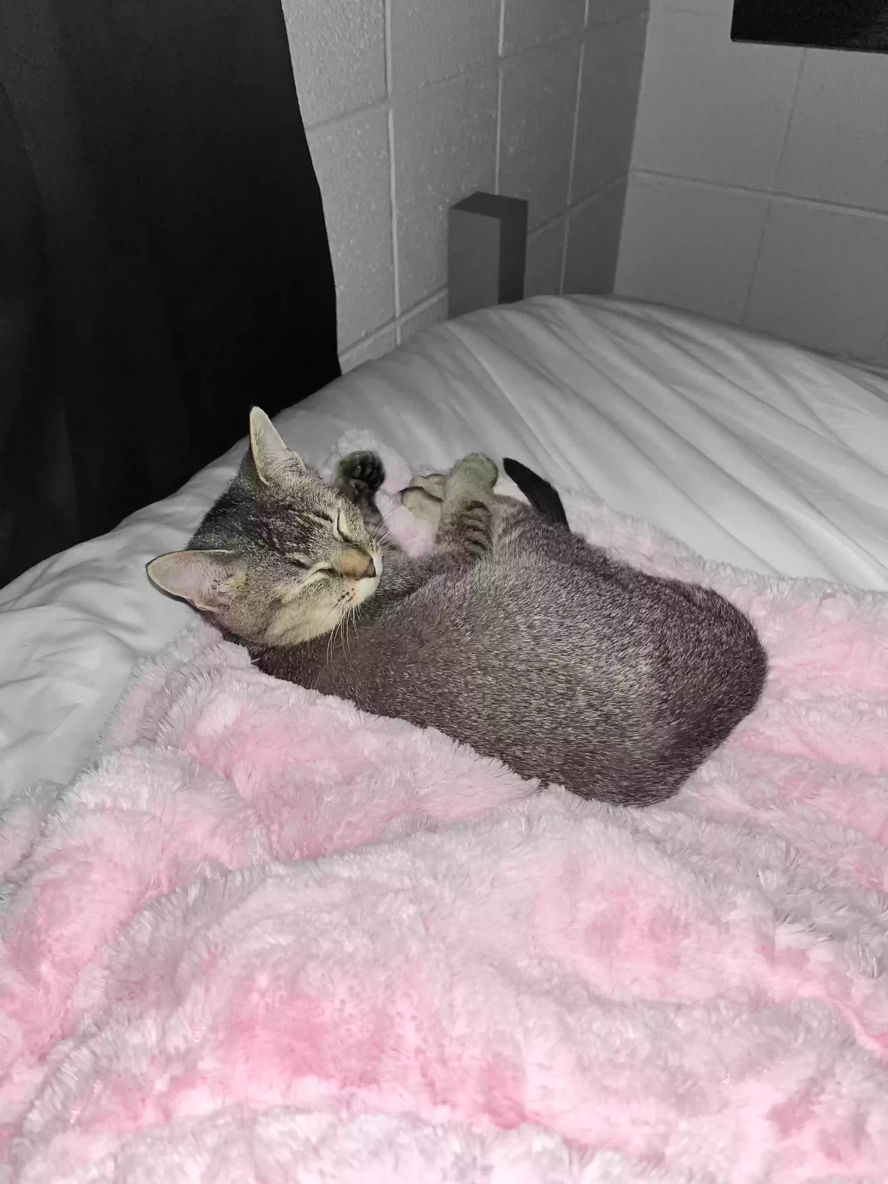 /lostandfound/images/lnfpets/original/173206_photo.webp