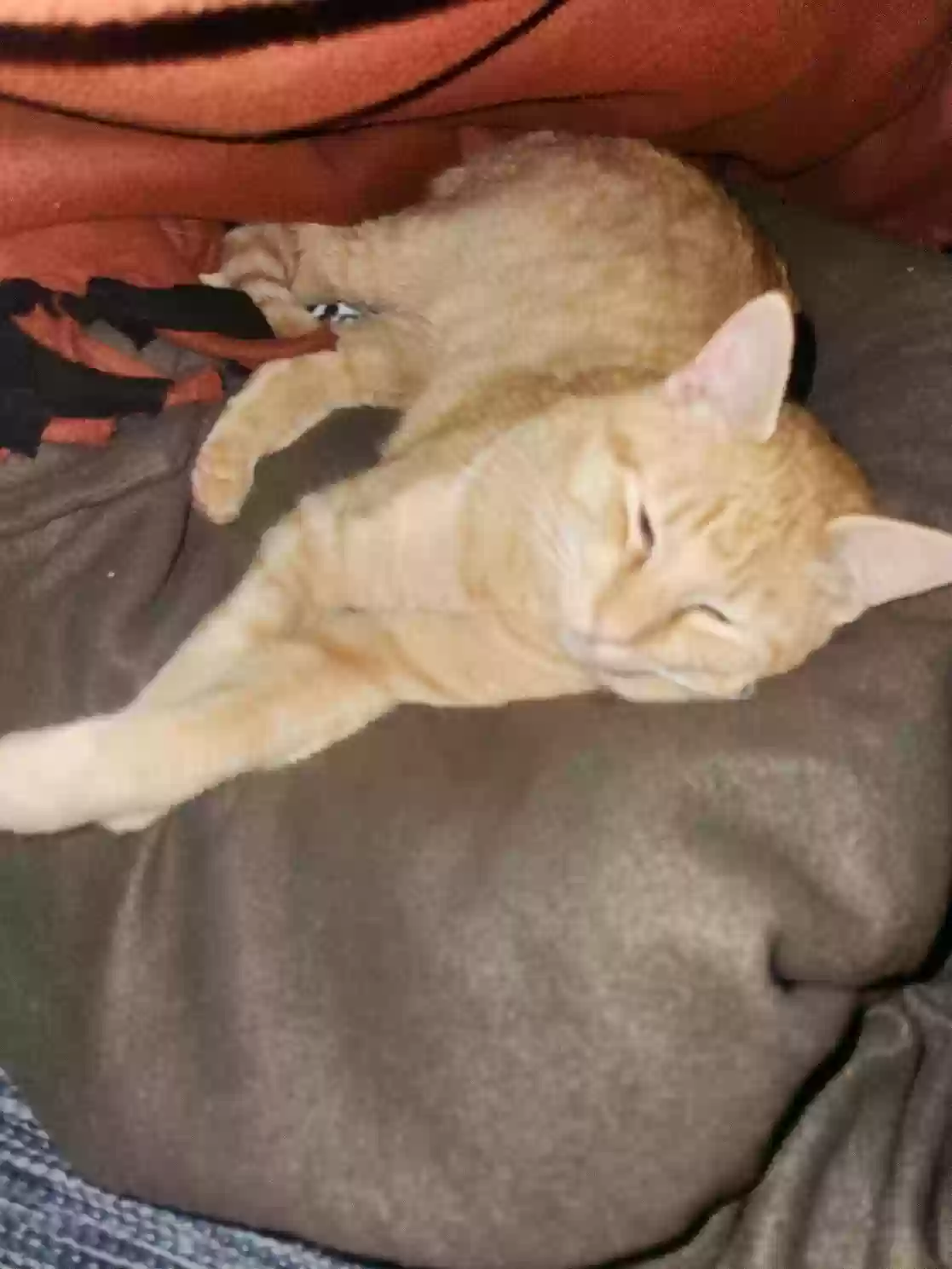 /lostandfound/images/lnfpets/original/173350_photo.webp