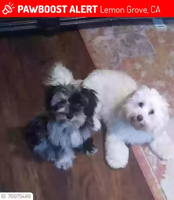 /lostandfound/images/lnfpets/original/173417_photo.webp