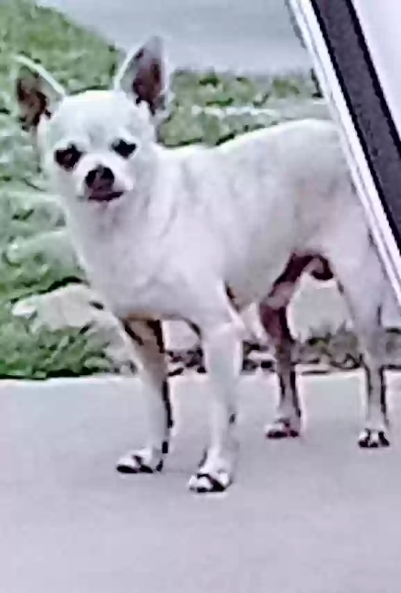 /lostandfound/images/lnfpets/original/173483_photo.webp