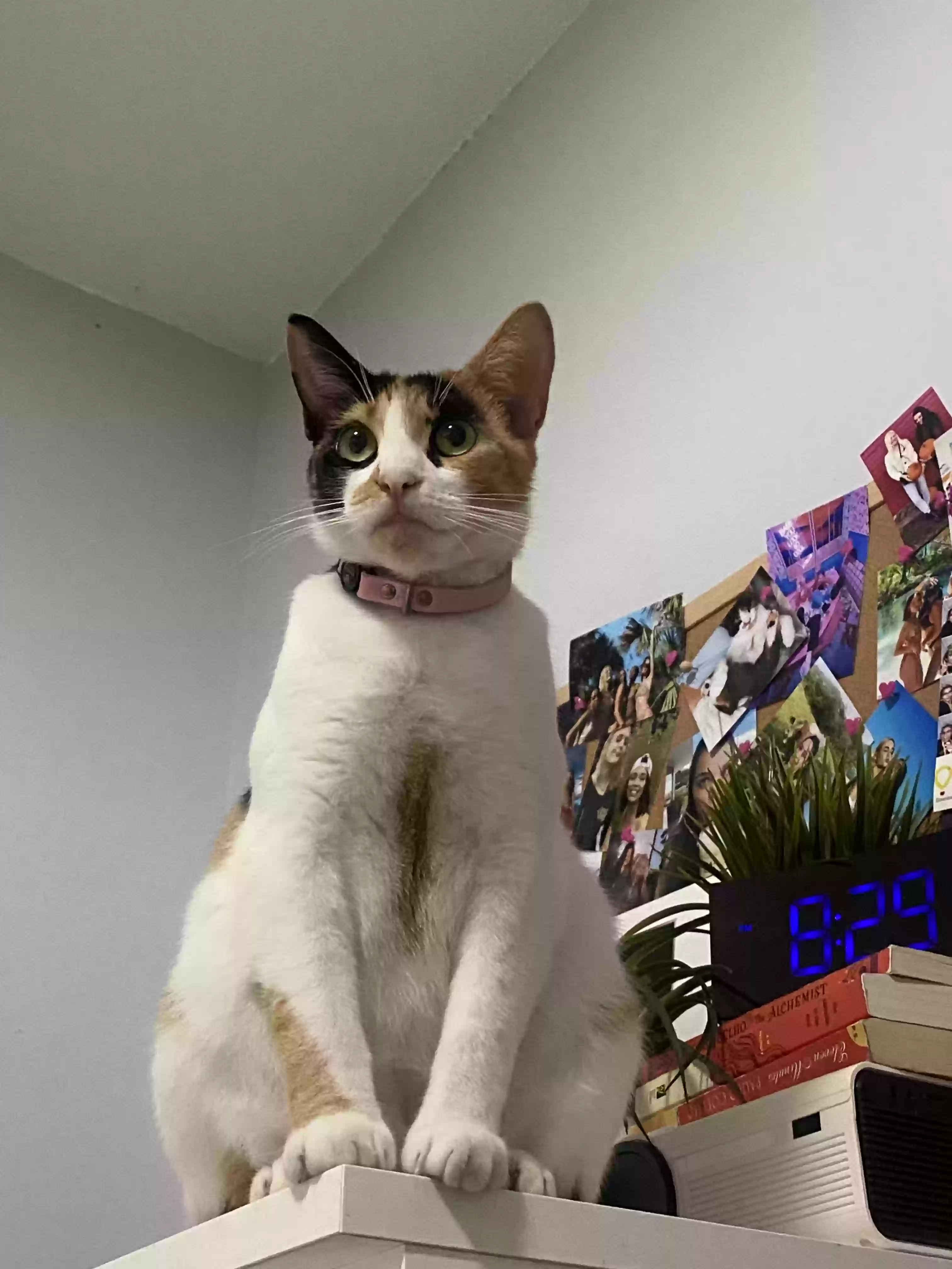 /lostandfound/images/lnfpets/original/173527_photo.webp