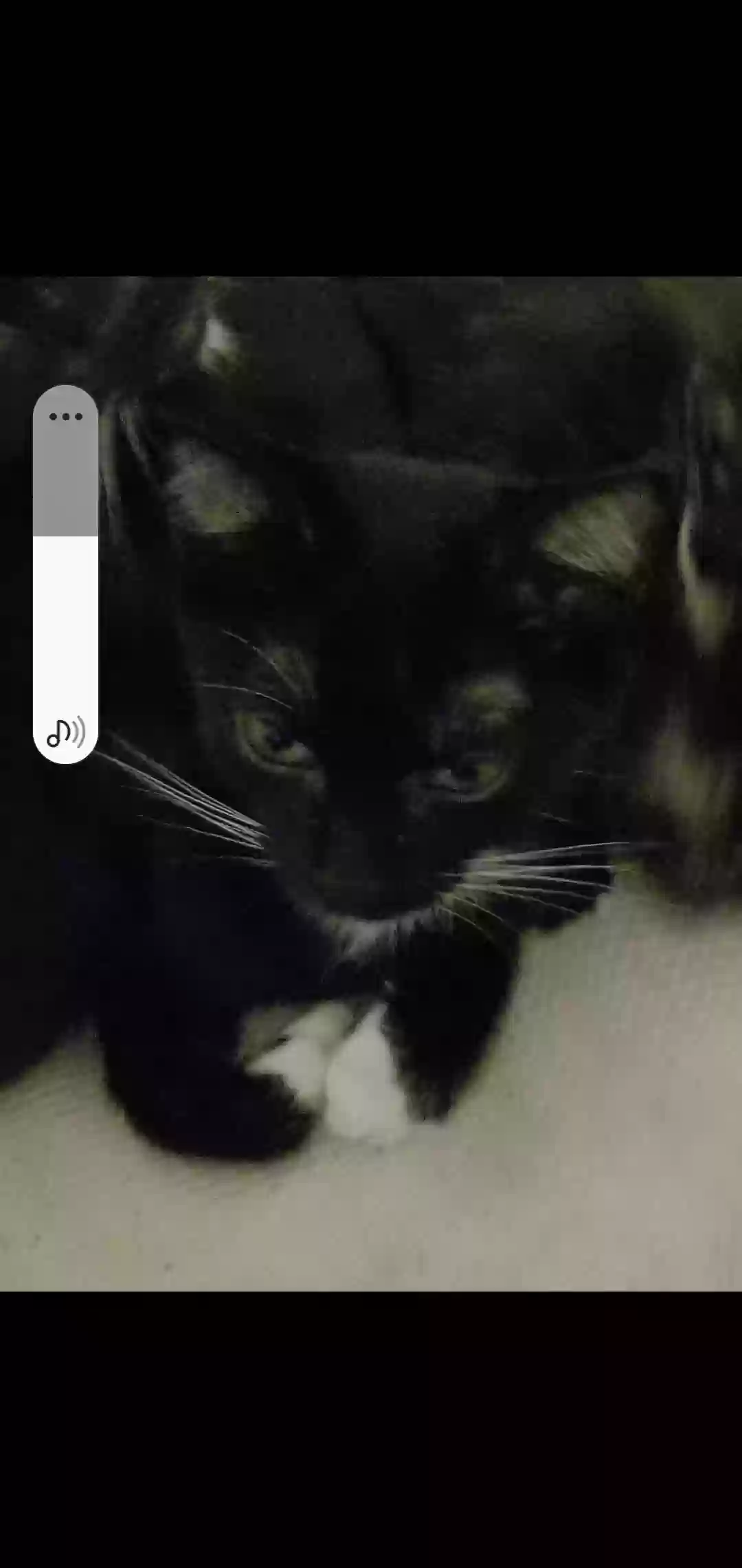 /lostandfound/images/lnfpets/original/173625_photo.webp