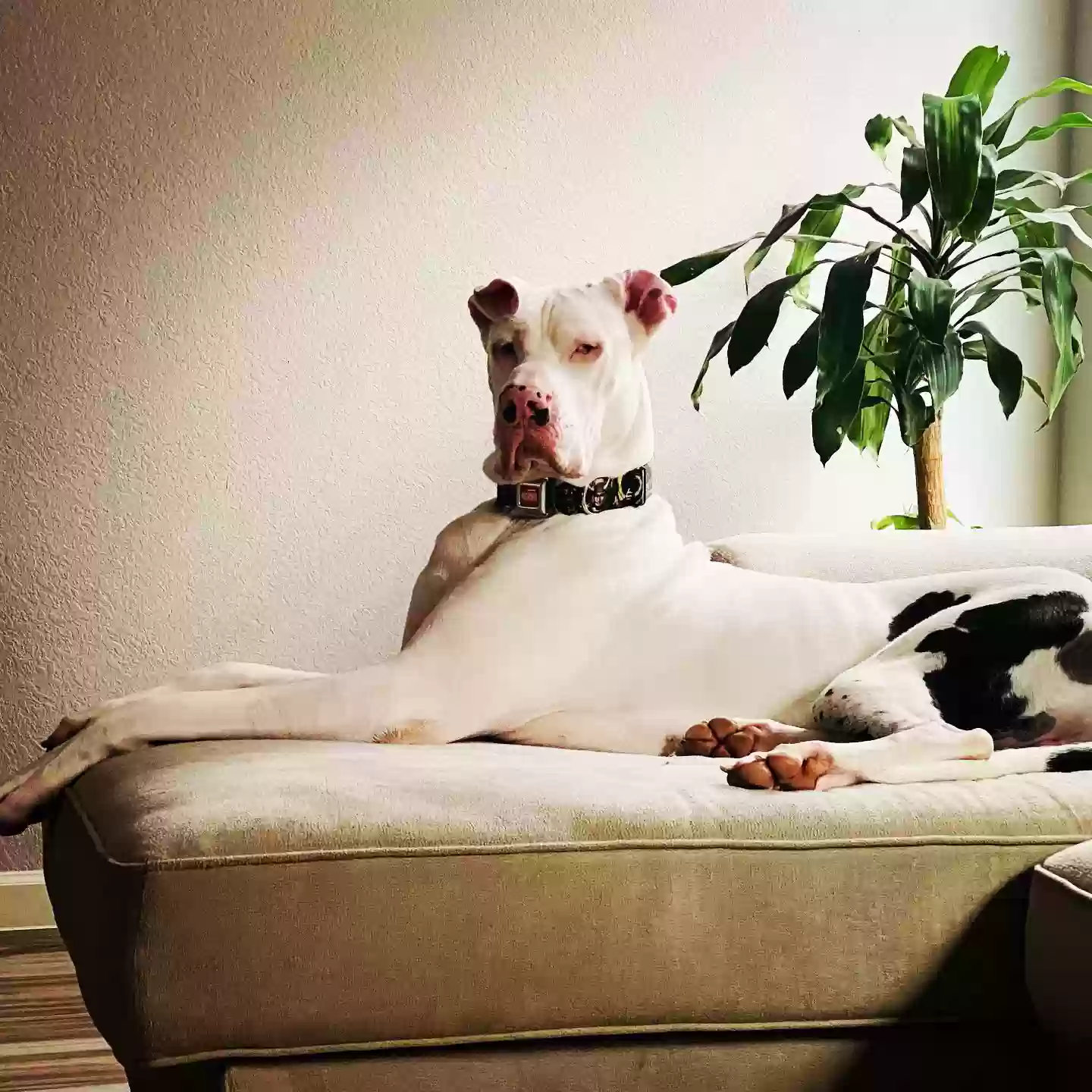 /lostandfound/images/lnfpets/original/173704_1539_F587E067-4F81-43CC-BECA-BC2DEA2CCFF3.webp