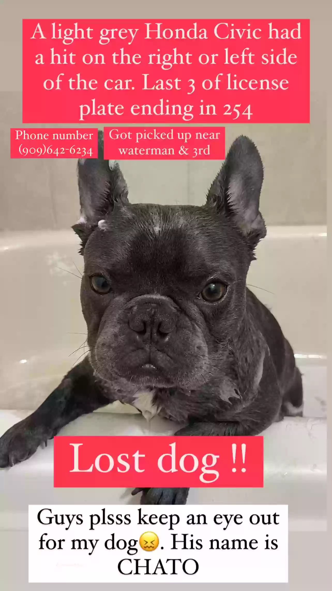 /lostandfound/images/lnfpets/original/173726_photo.webp