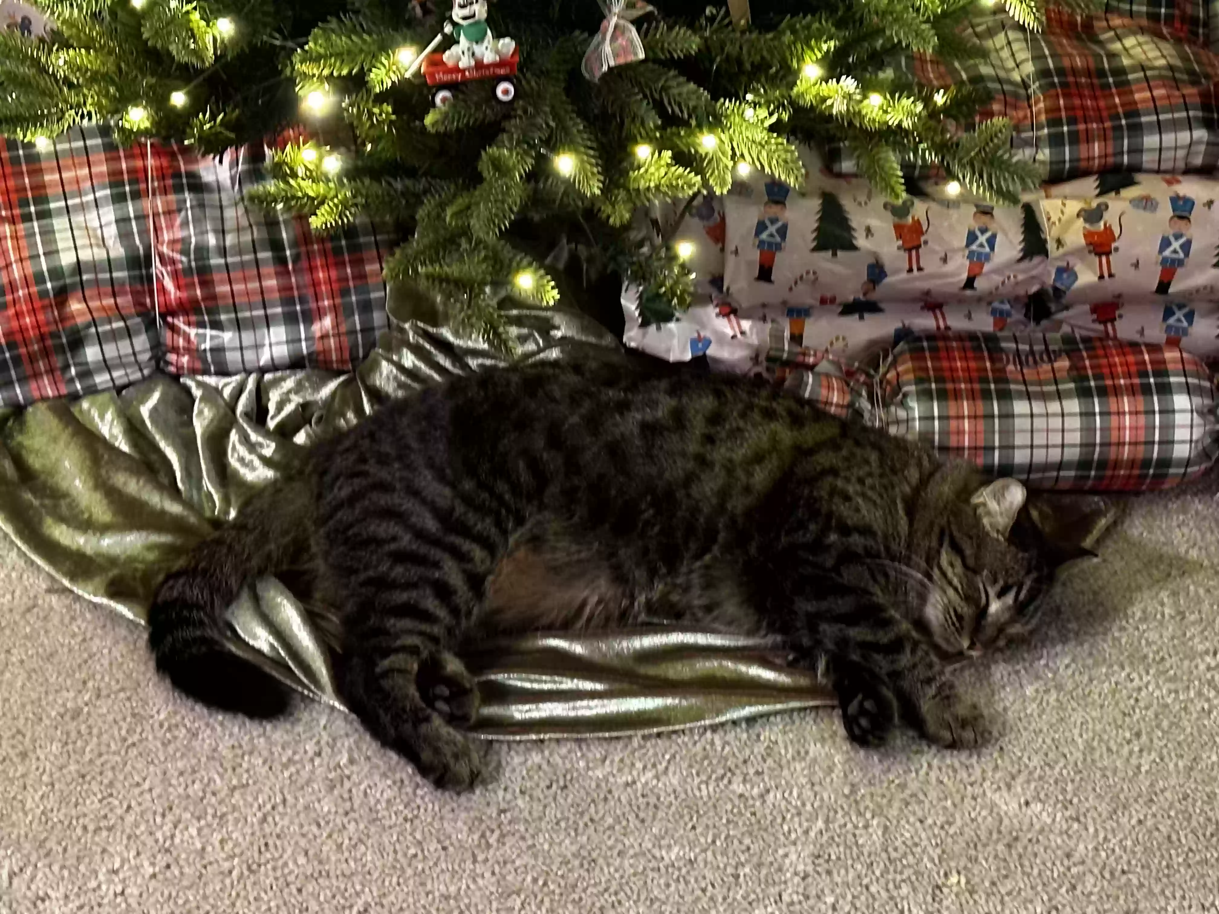 /lostandfound/images/lnfpets/original/173753_photo.webp