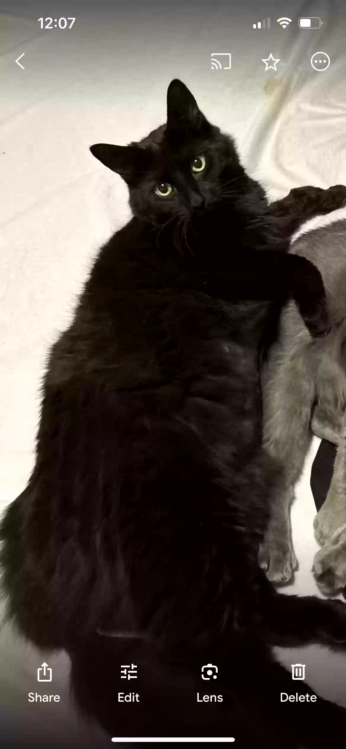 /lostandfound/images/lnfpets/original/173766_photo.webp