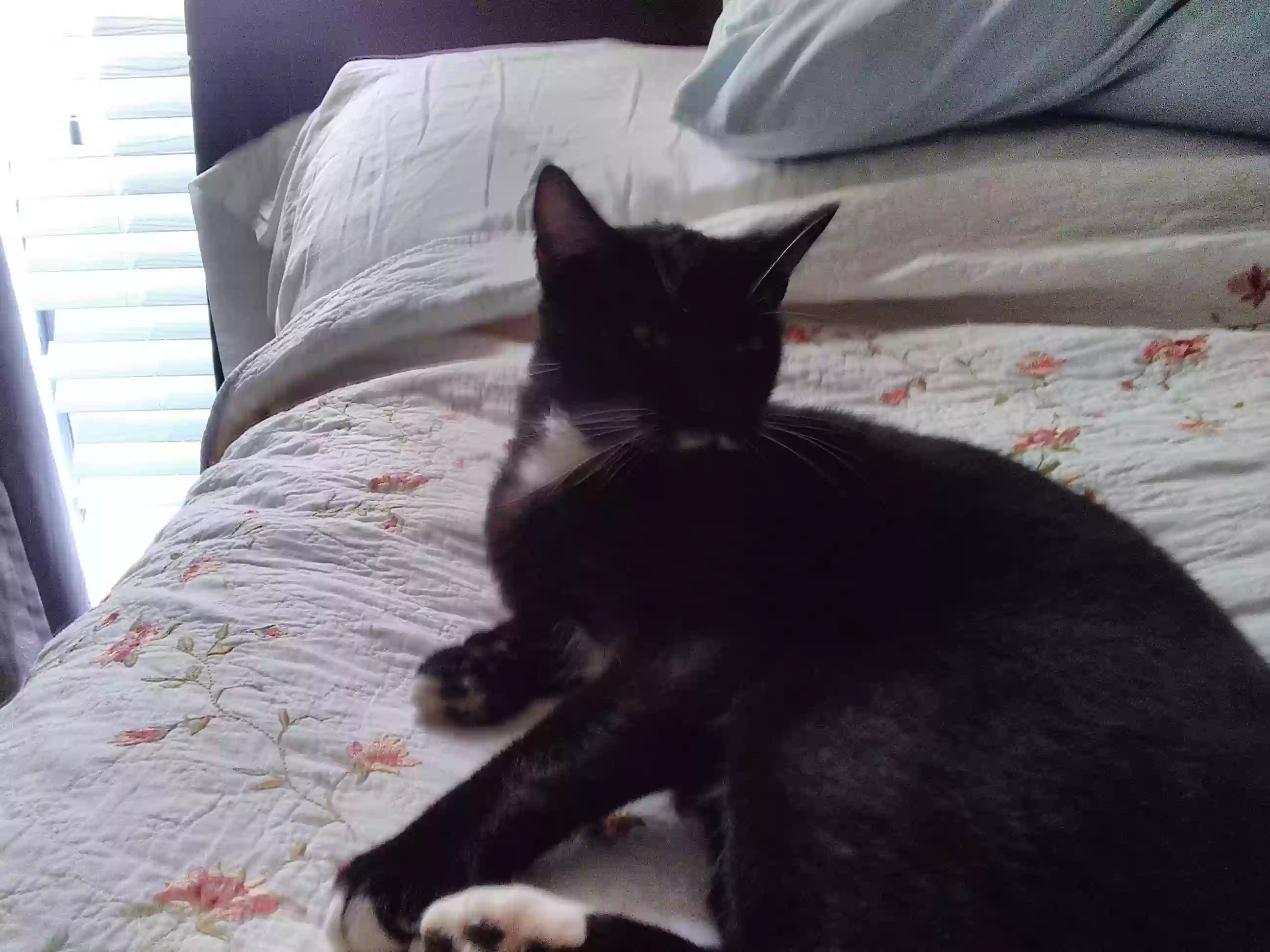 /lostandfound/images/lnfpets/original/173800_photo.webp