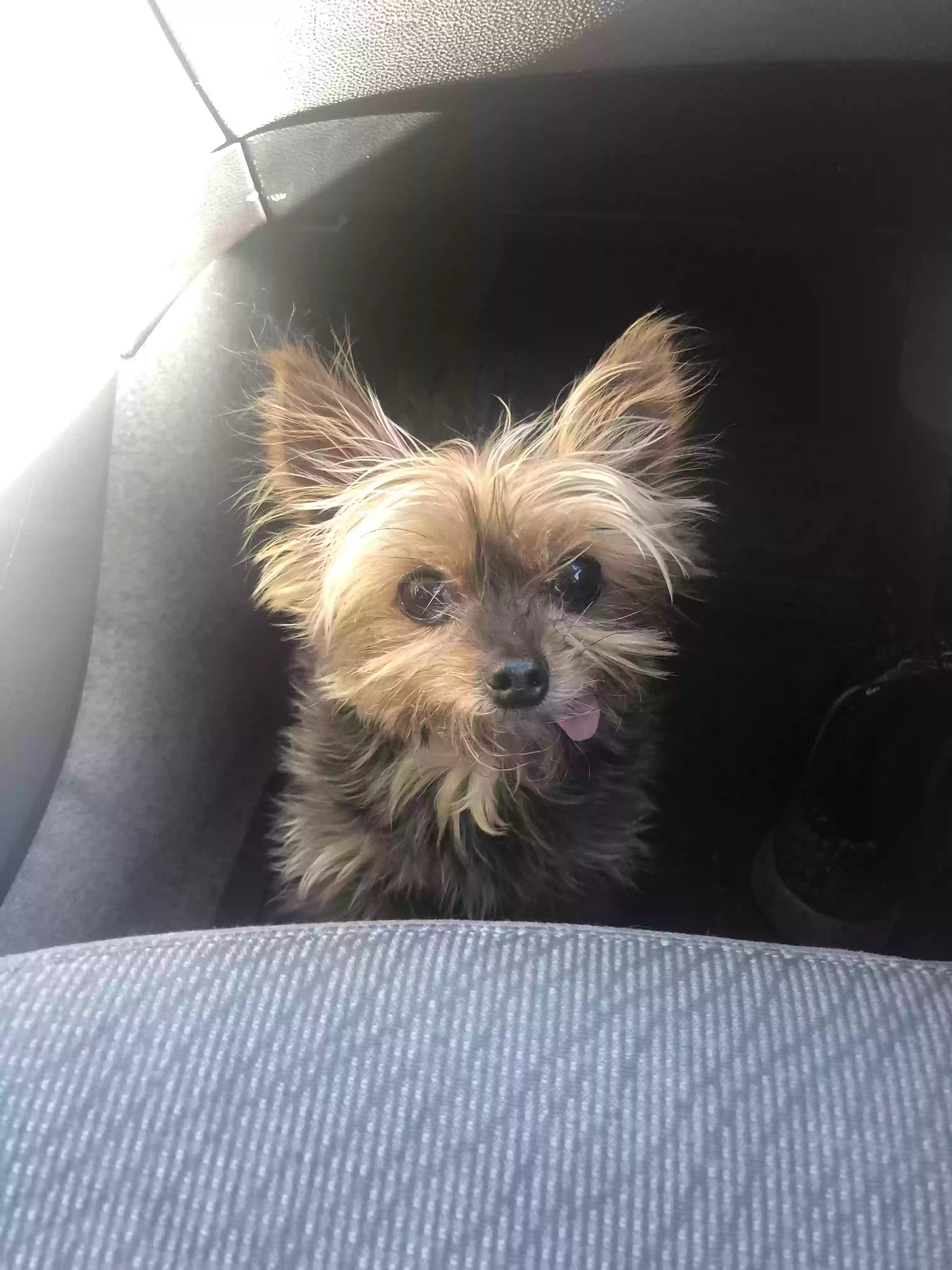 /lostandfound/images/lnfpets/original/173805_photo.webp