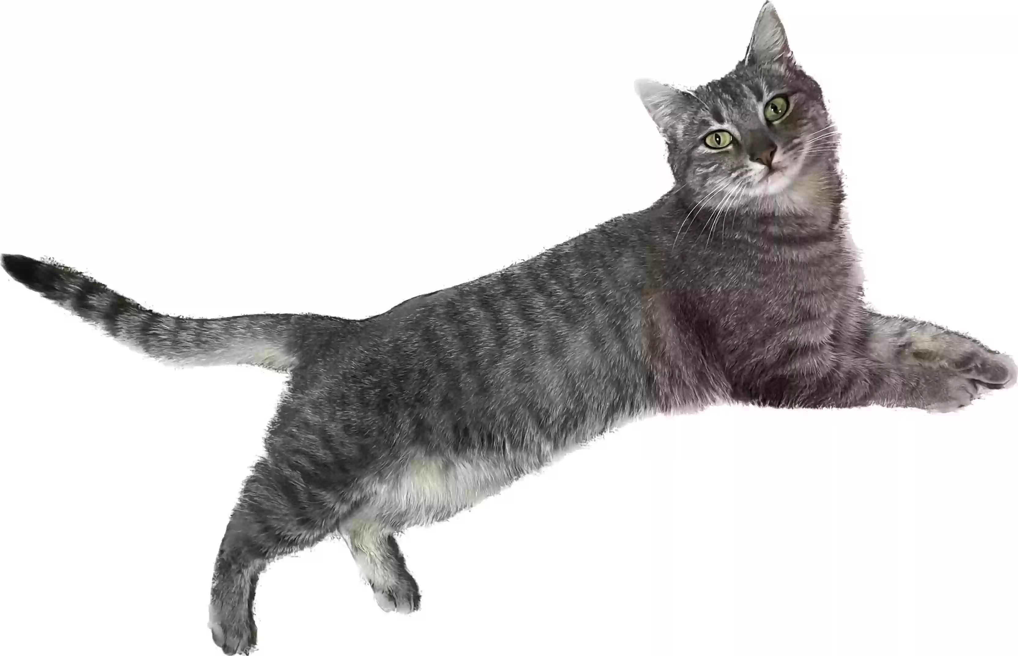 /lostandfound/images/lnfpets/original/173869_photo.webp