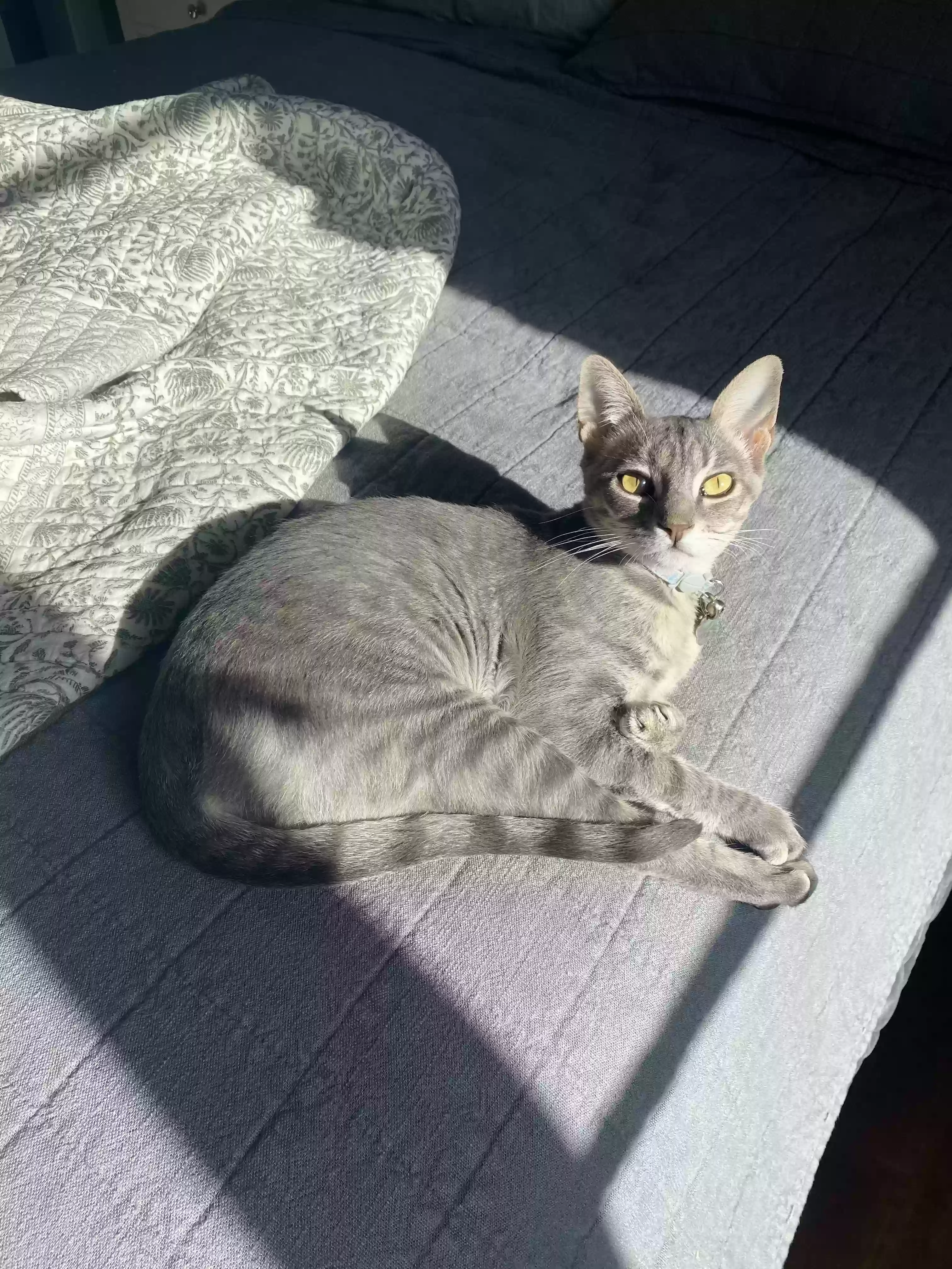 /lostandfound/images/lnfpets/original/173973_photo.webp