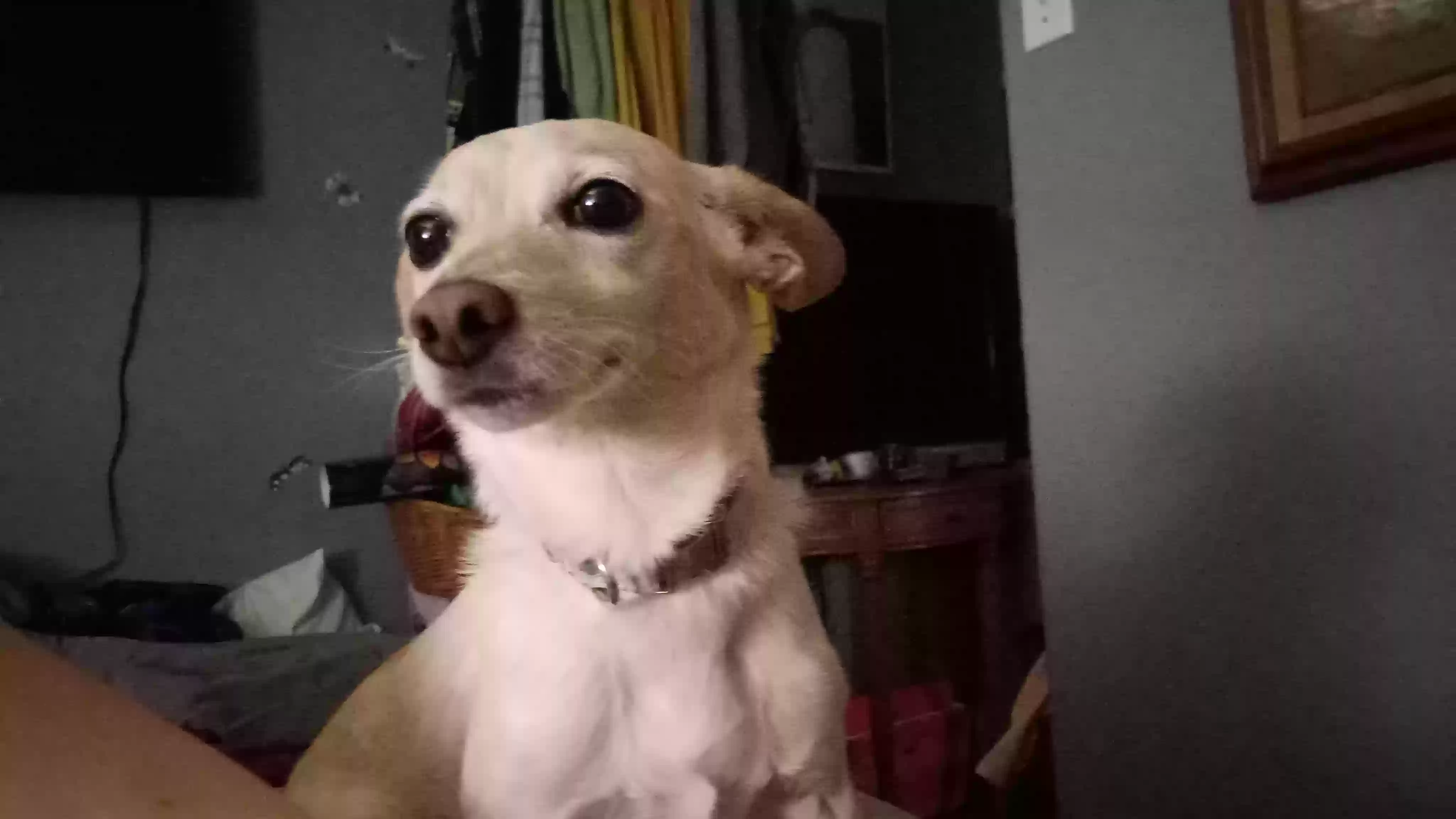 /lostandfound/images/lnfpets/original/174005_photo.webp