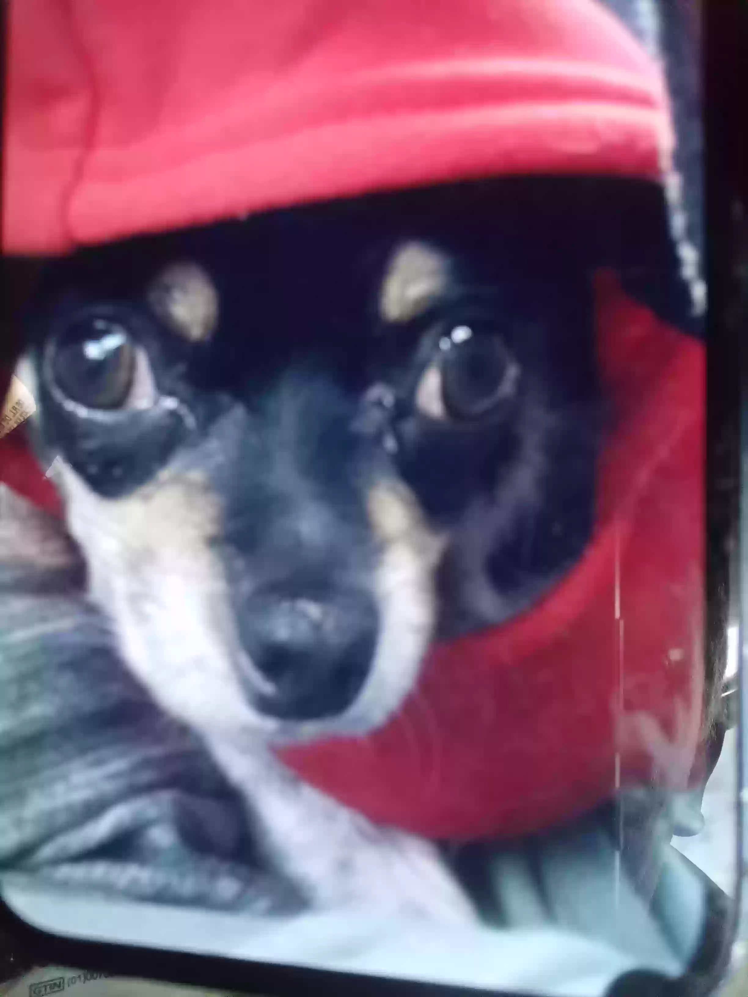 /lostandfound/images/lnfpets/original/174067_photo.webp