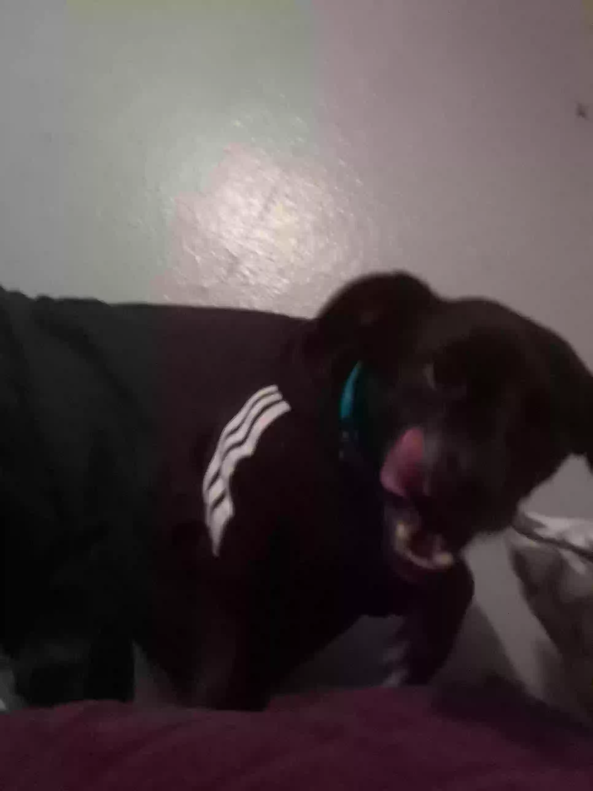 /lostandfound/images/lnfpets/original/174148_photo.webp