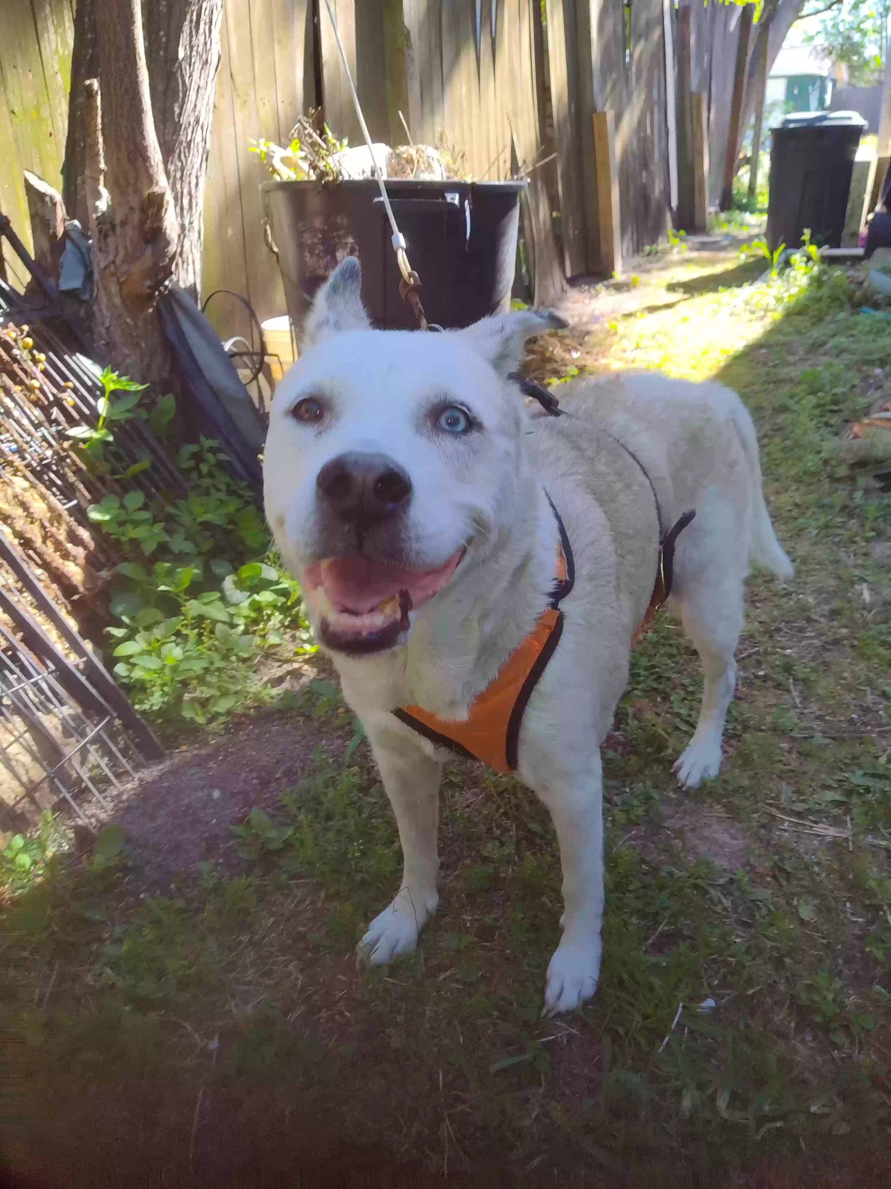 /lostandfound/images/lnfpets/original/174199_photo.webp