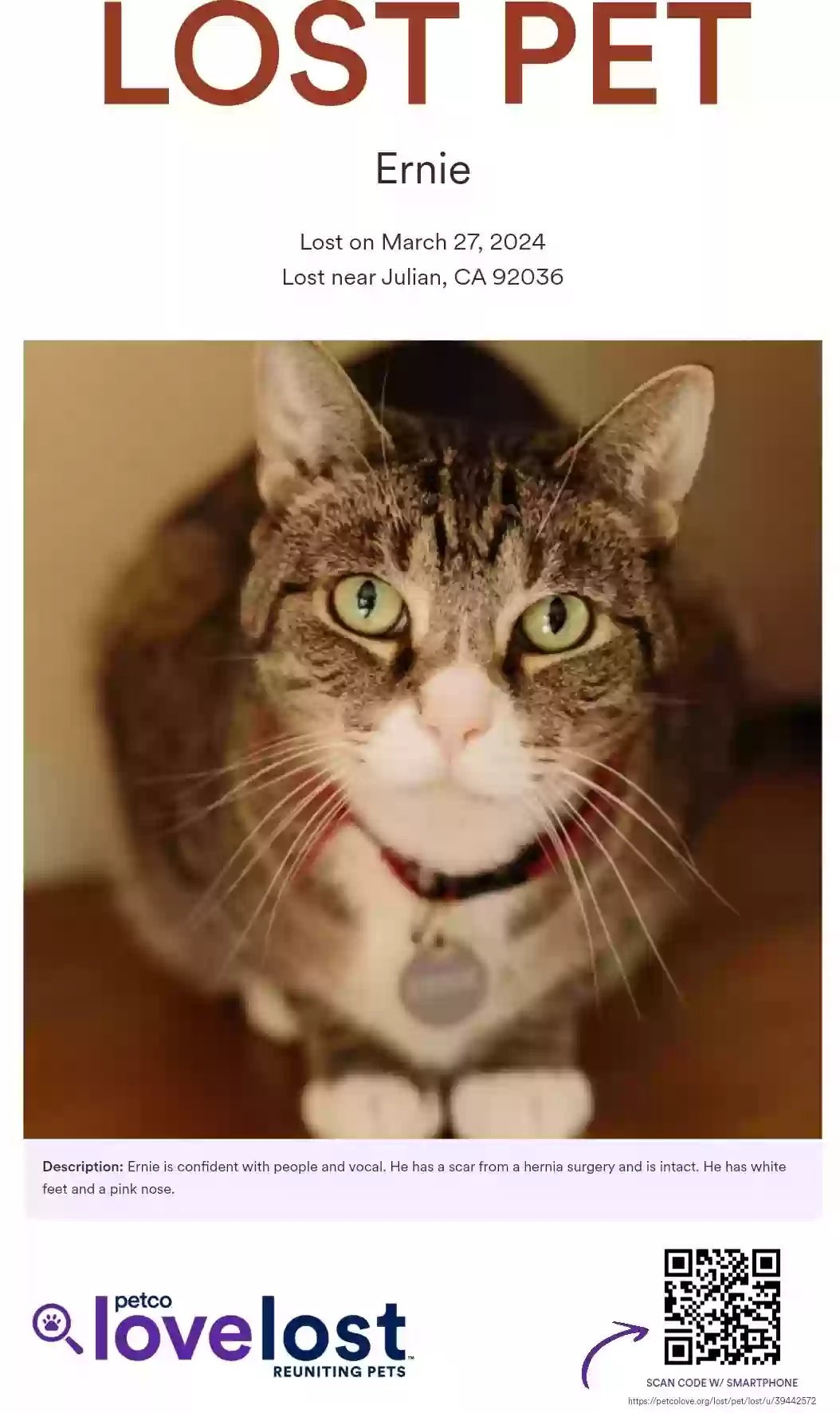 /lostandfound/images/lnfpets/original/174288_photo.webp