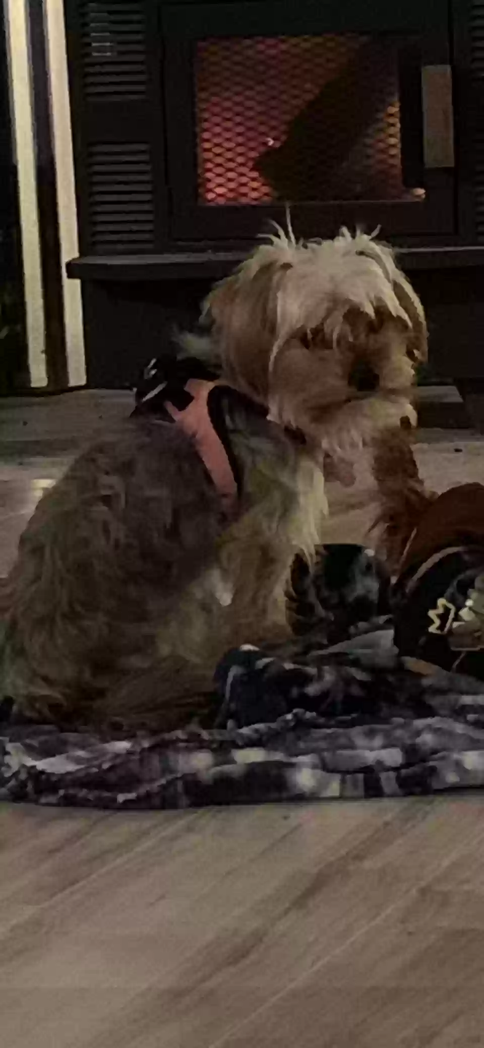 /lostandfound/images/lnfpets/original/174380_photo.webp