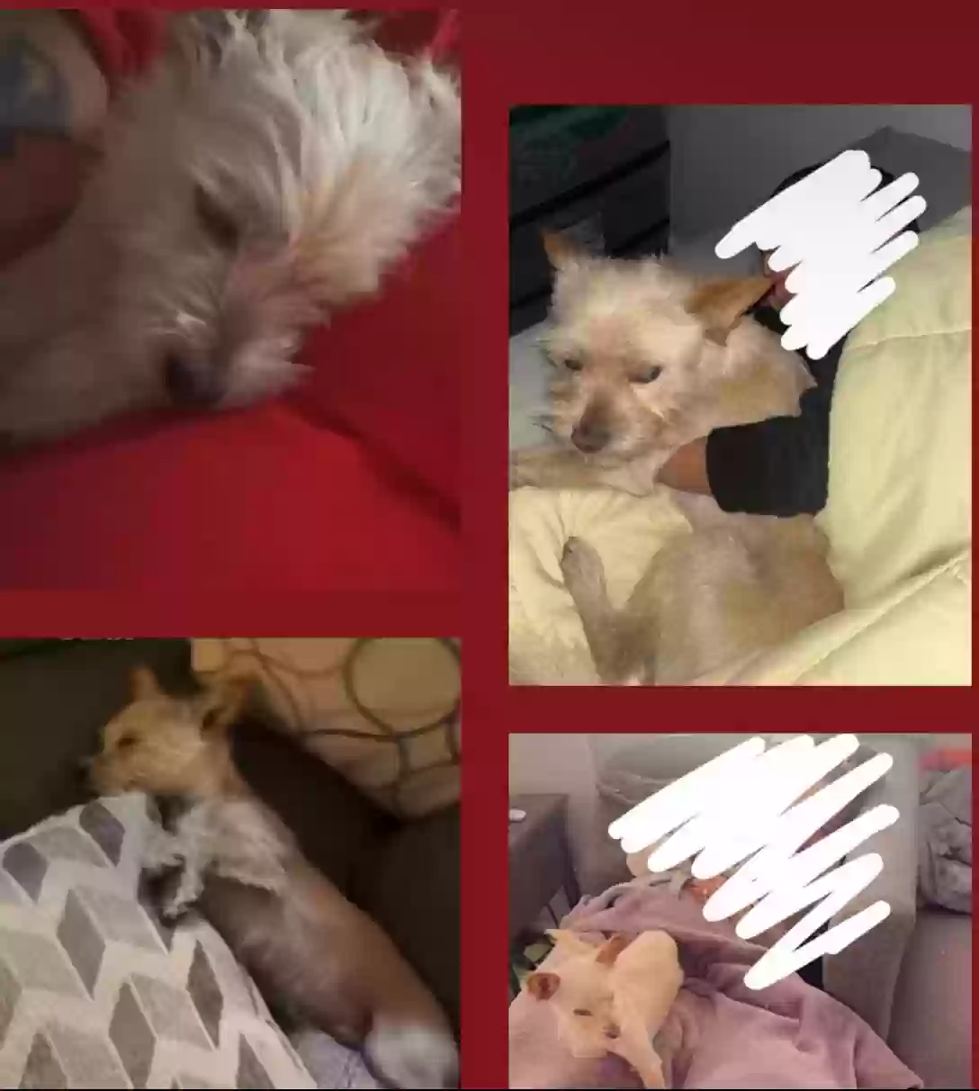 /lostandfound/images/lnfpets/original/174406_photo.webp