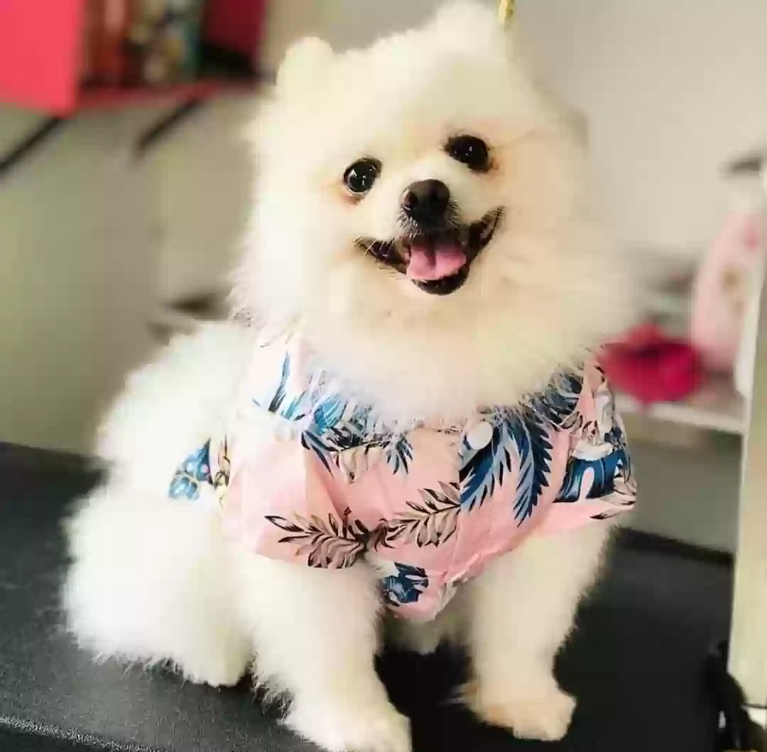 /lostandfound/images/lnfpets/original/174413_1342_Screenshot_20240329_180105_Instagram~2.webp
