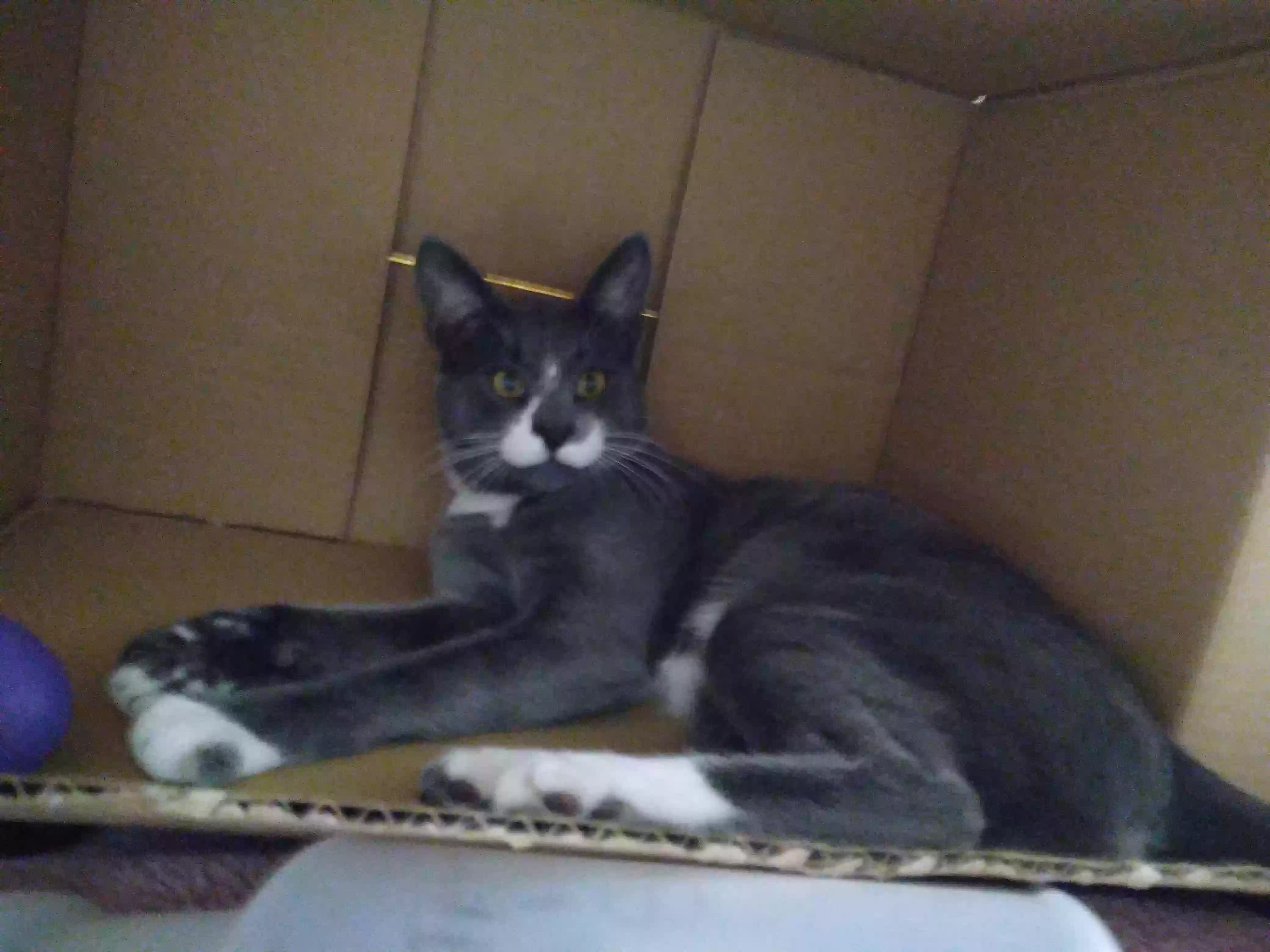 /lostandfound/images/lnfpets/original/174441_photo.webp
