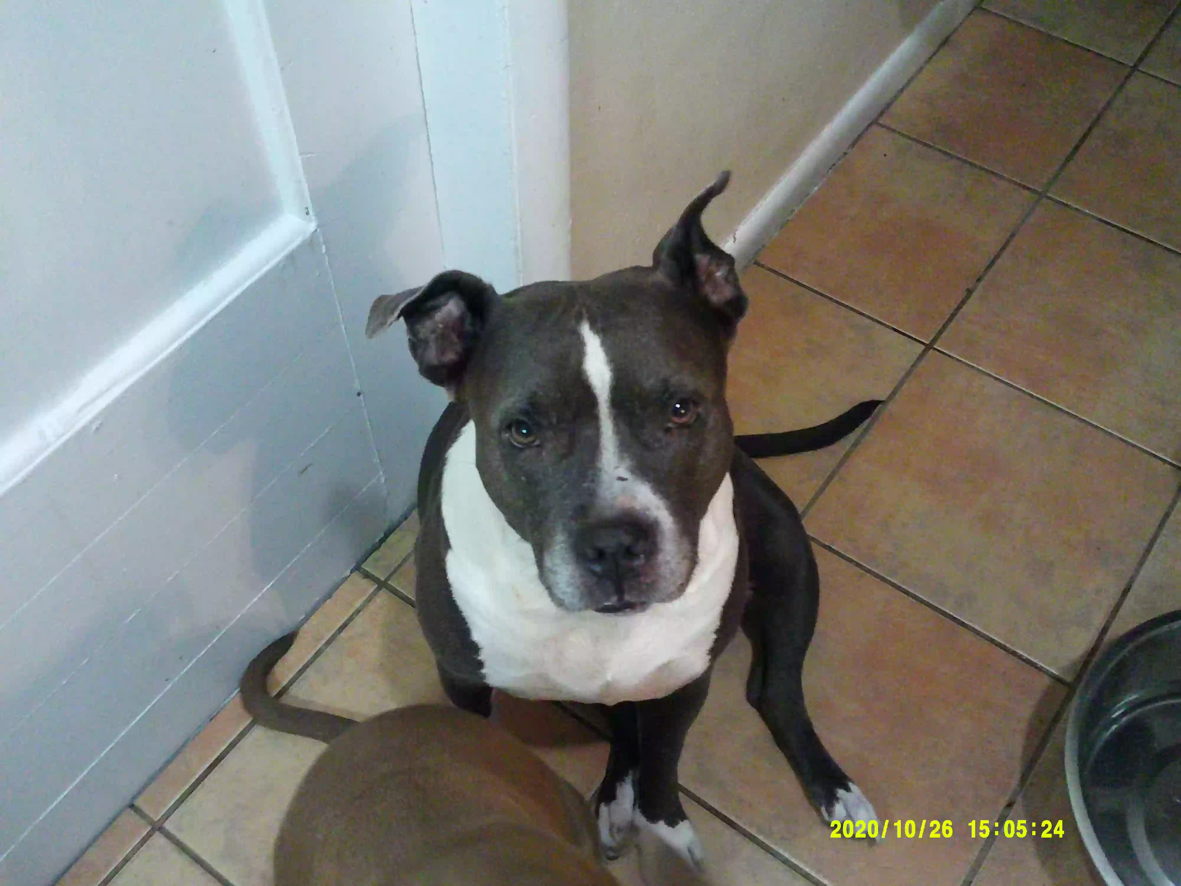 /lostandfound/images/lnfpets/original/174563_photo.webp