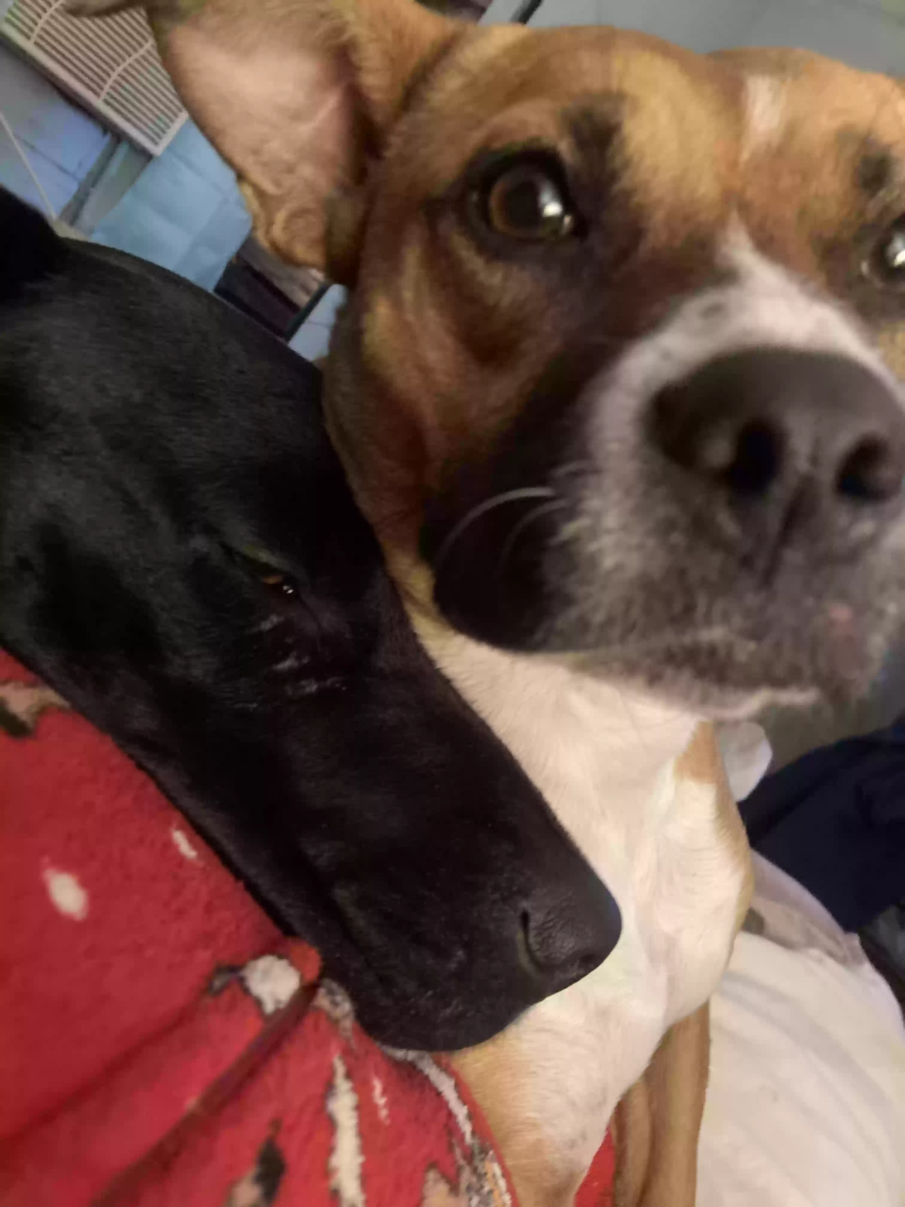 /lostandfound/images/lnfpets/original/174645_photo.webp
