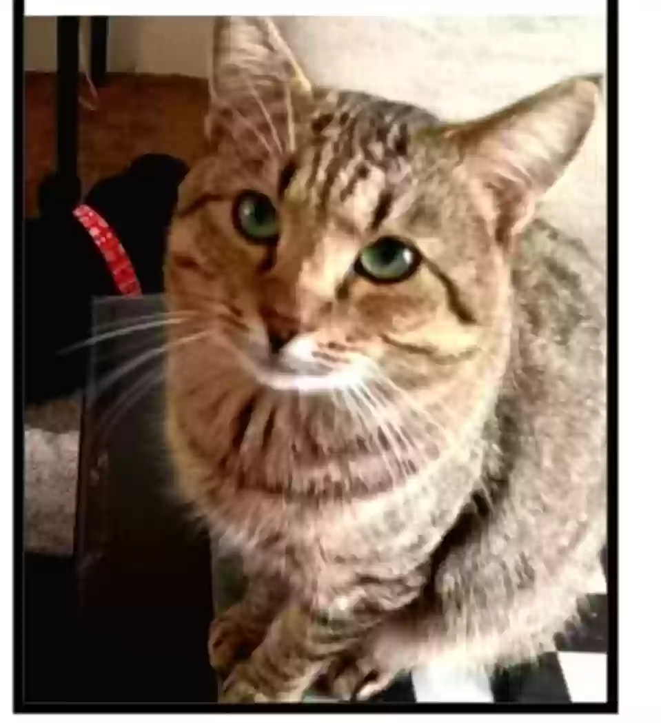 /lostandfound/images/lnfpets/original/175048_photo.webp