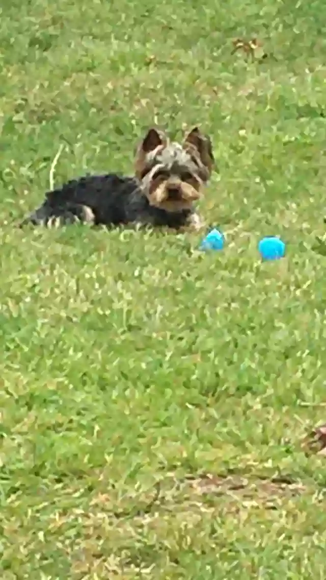 /lostandfound/images/lnfpets/original/175103_photo.webp